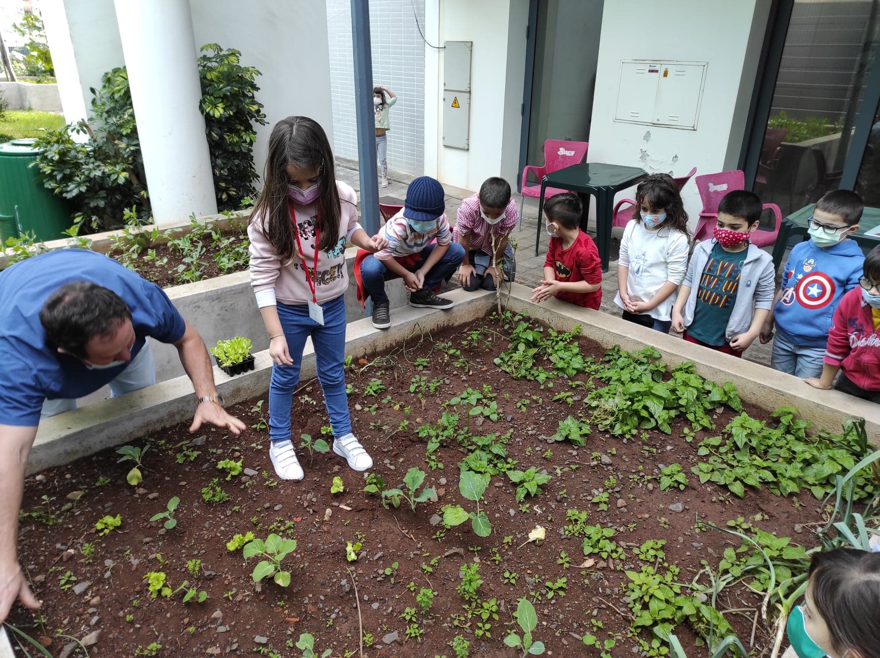 Plantação de alfaces na "ala norte" da nossa horta pelo 1º ano de escolaridade