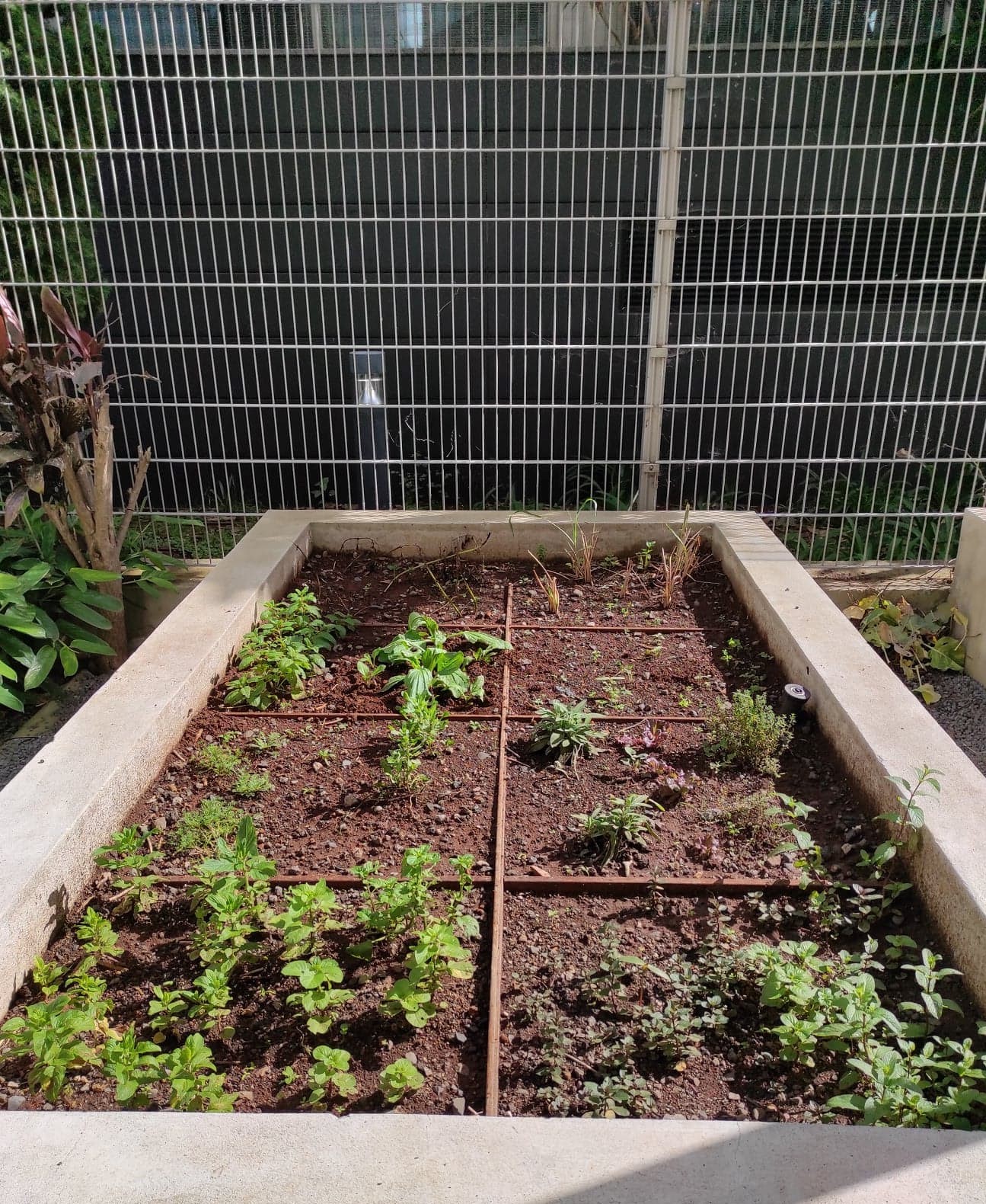 As plantas aromáticas a despontar