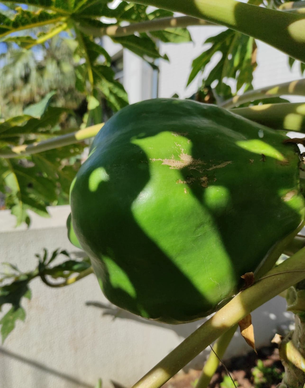 Os frutos a engrandecer