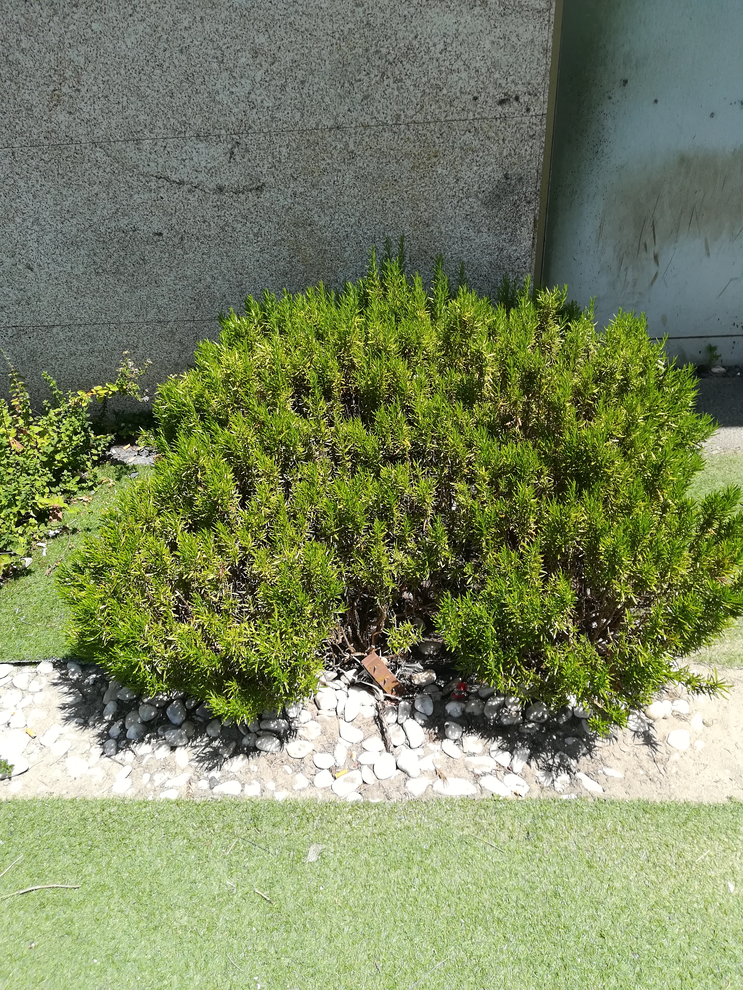 Alecrim do jardim de aromáticas.