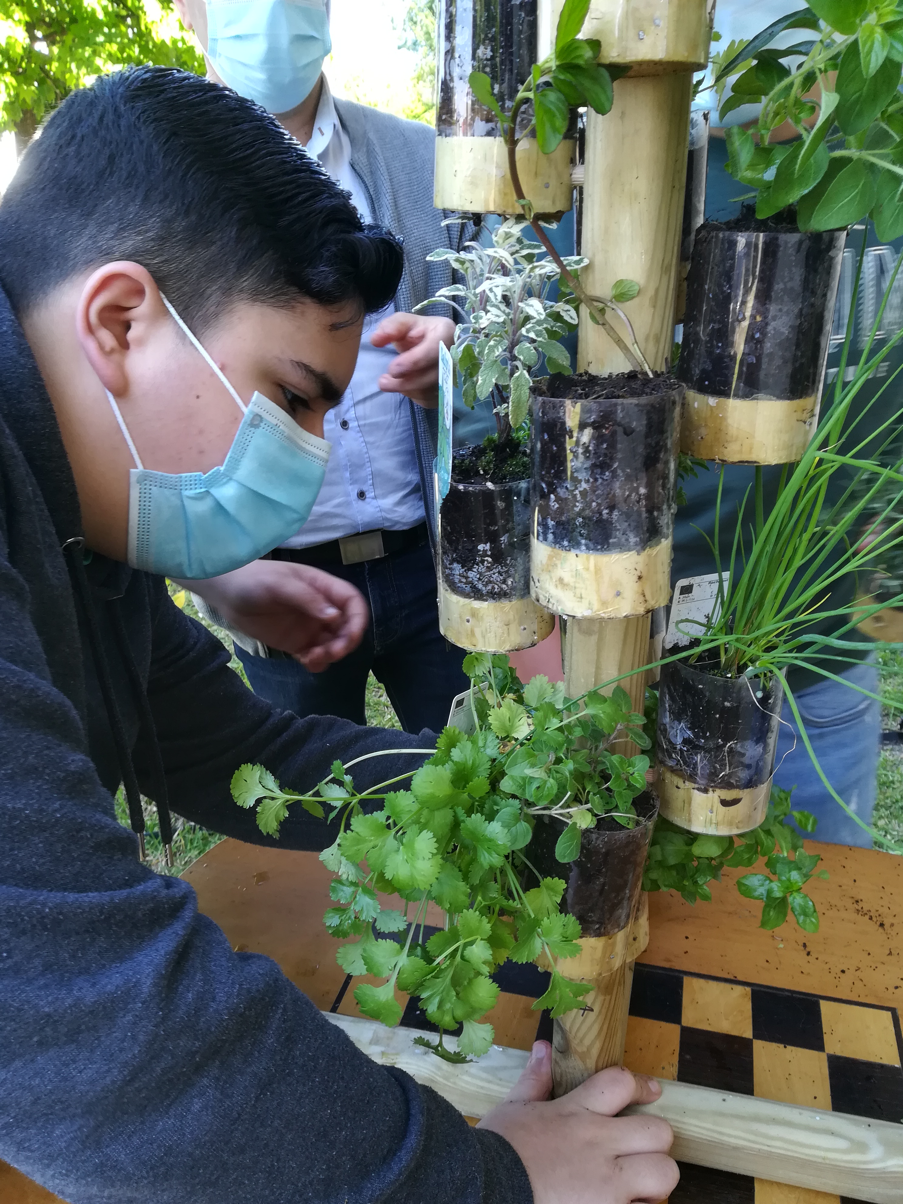 Plantação de aromáticas-jardim espiral