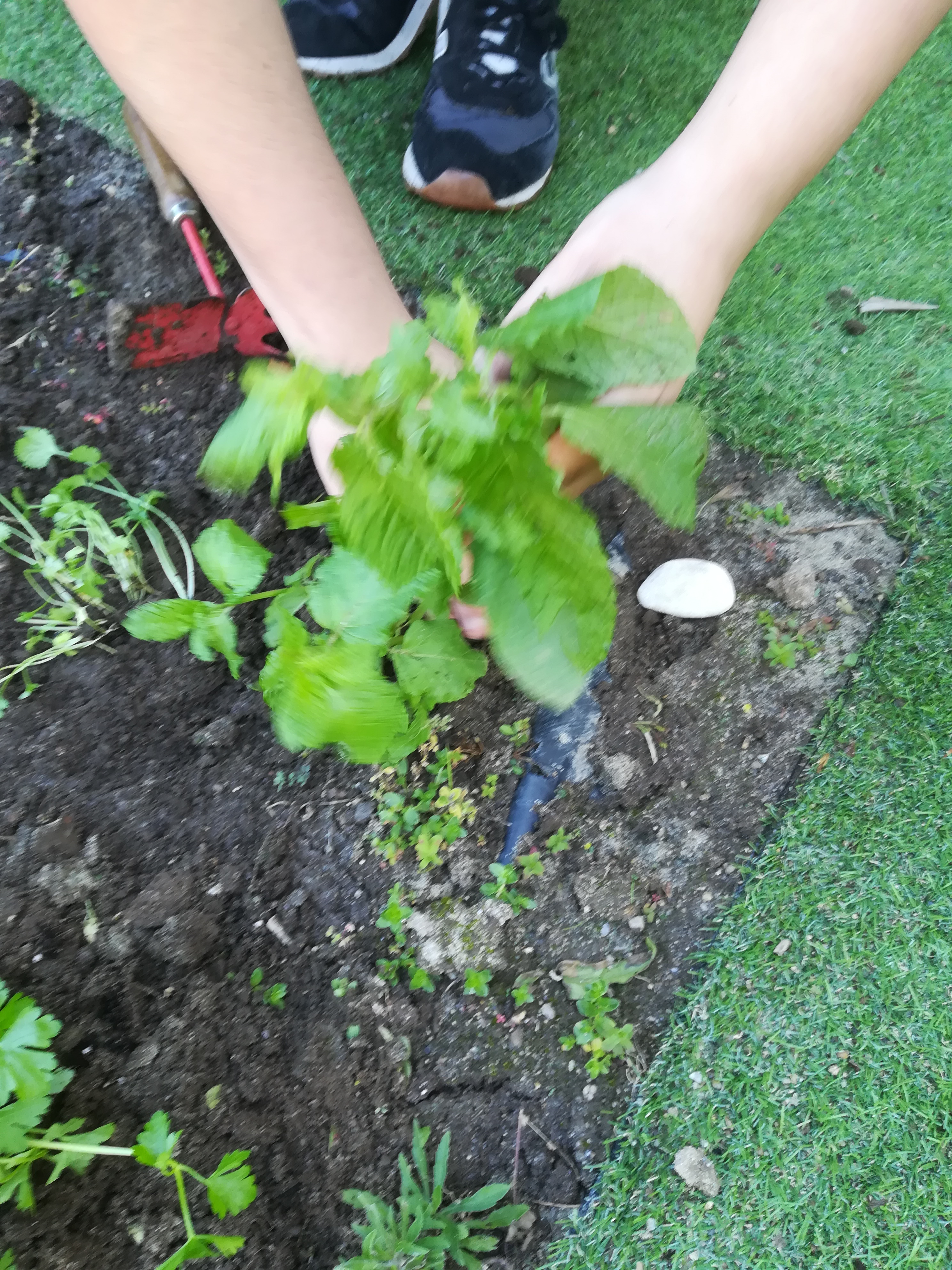 Plantação de aromáticas