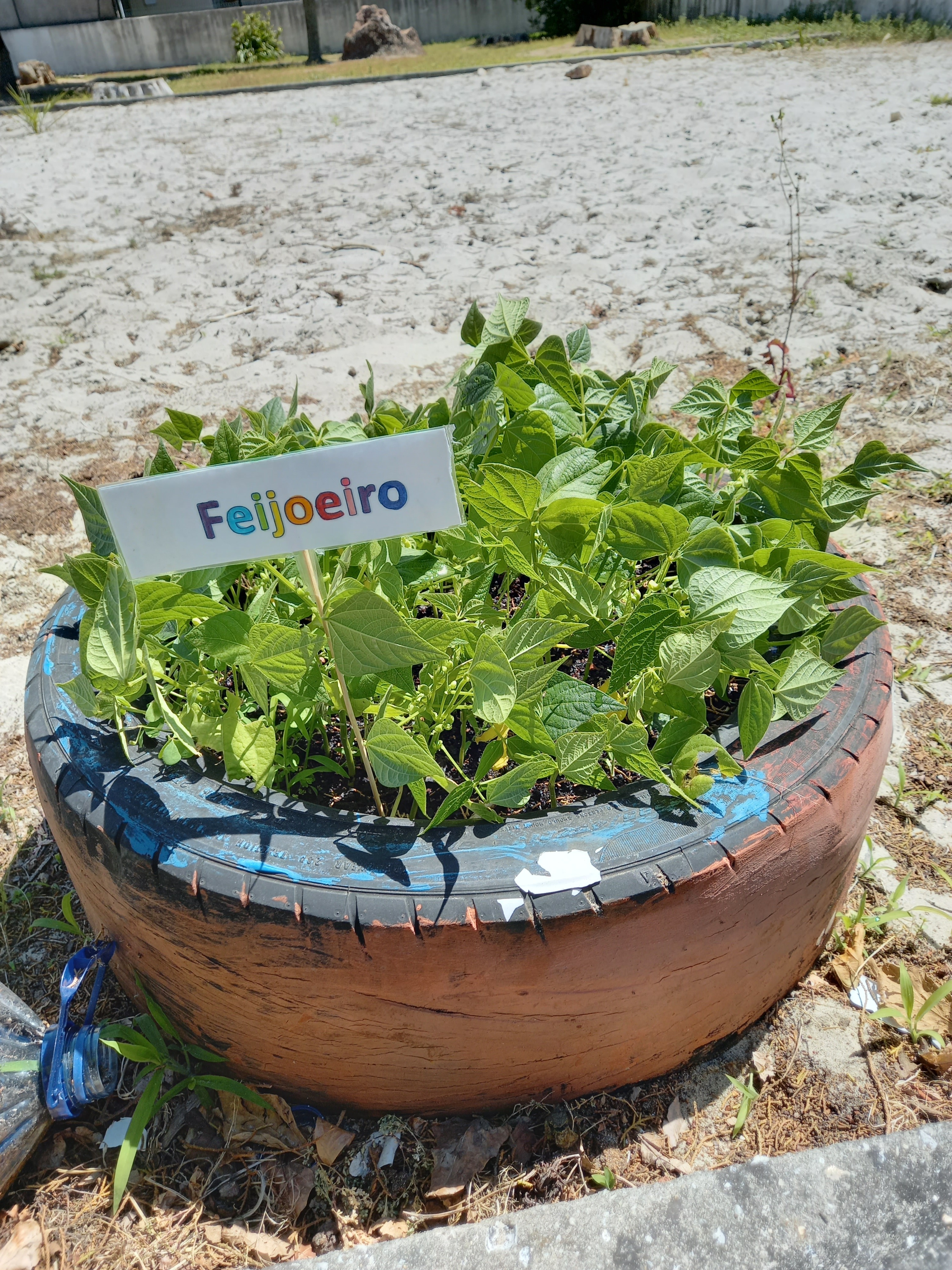 Feijoeiro