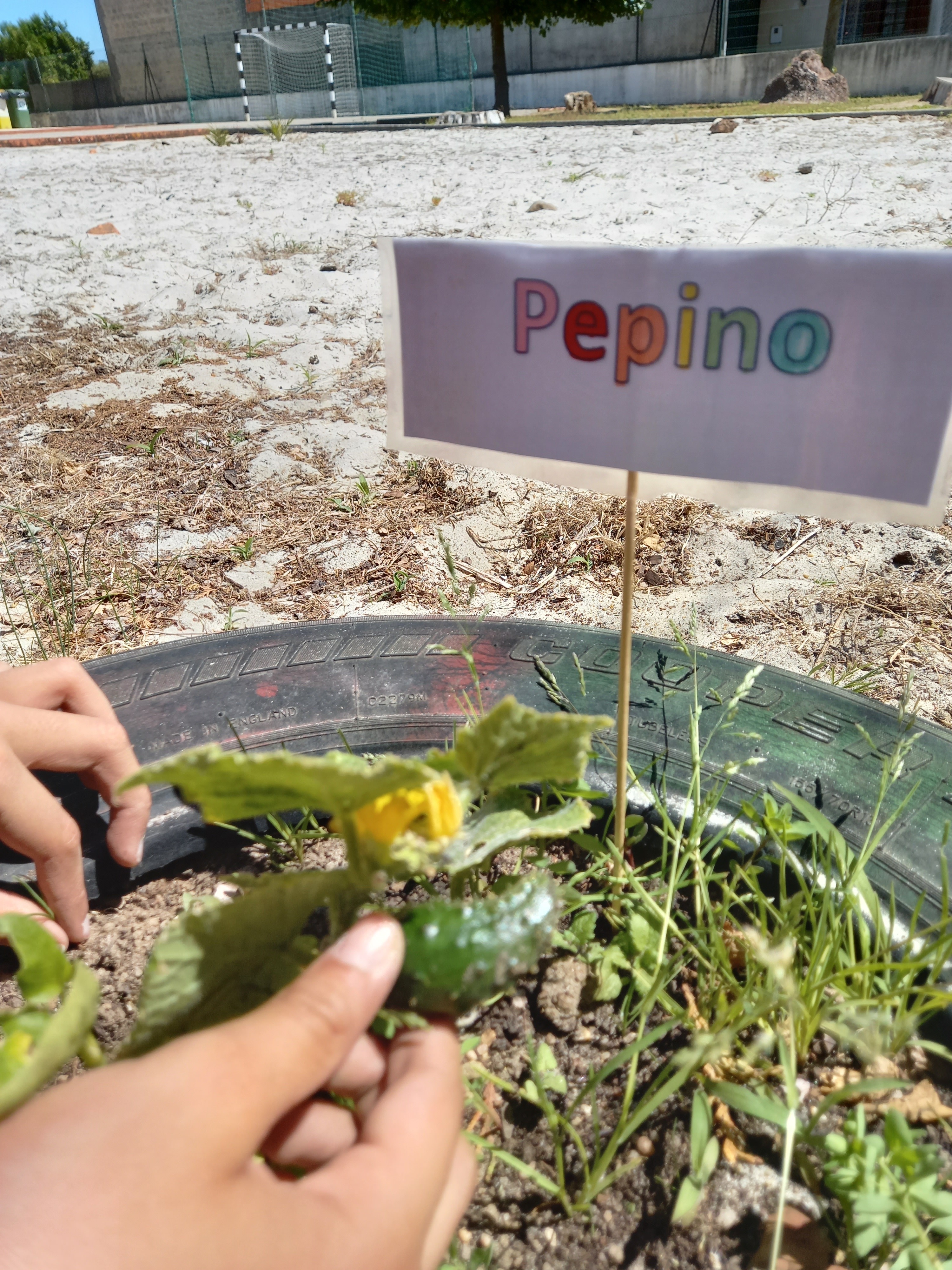 Pepino