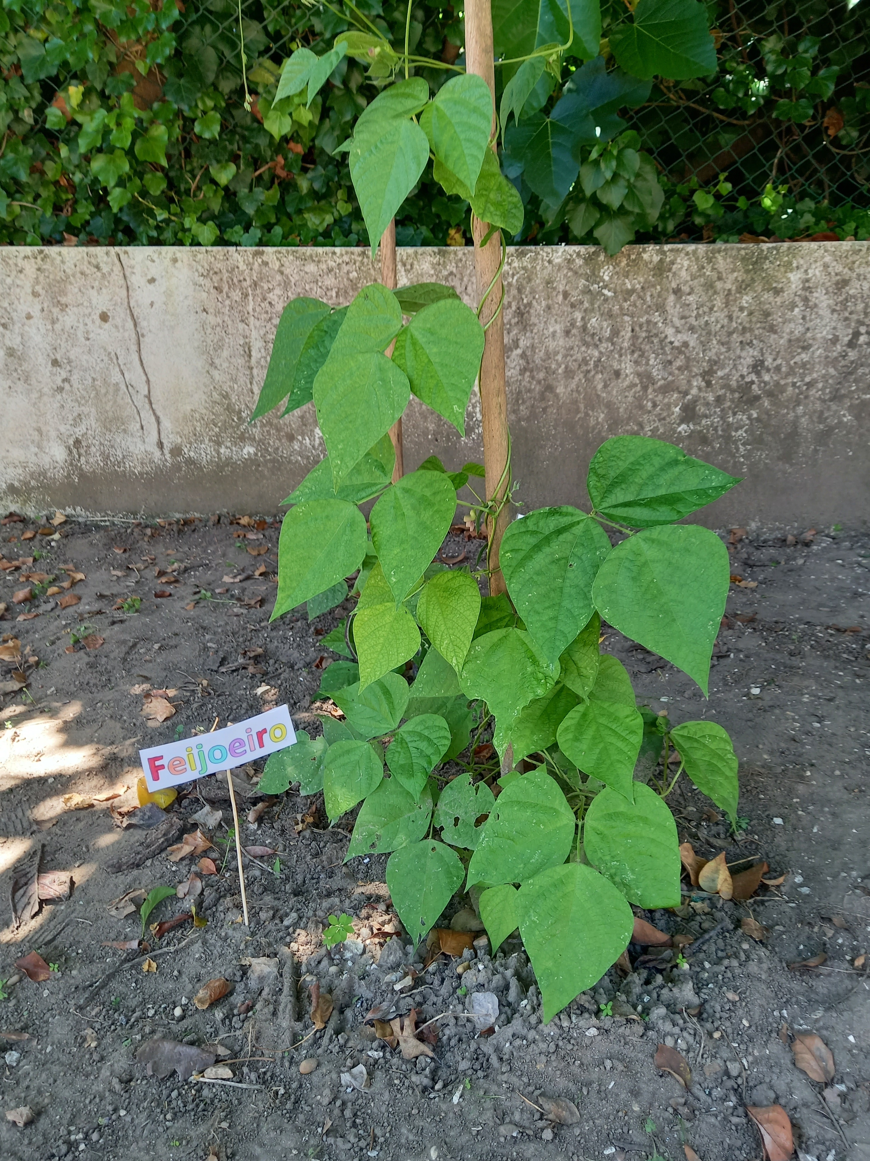 Feijoeiro