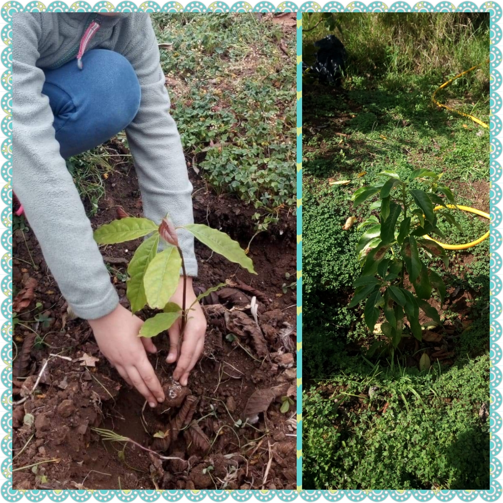 Abacateiro
No composto seguiu um caroço de abacateiro que nasceu na horta e os alunos do 1º ano transplantaram no pomar.
