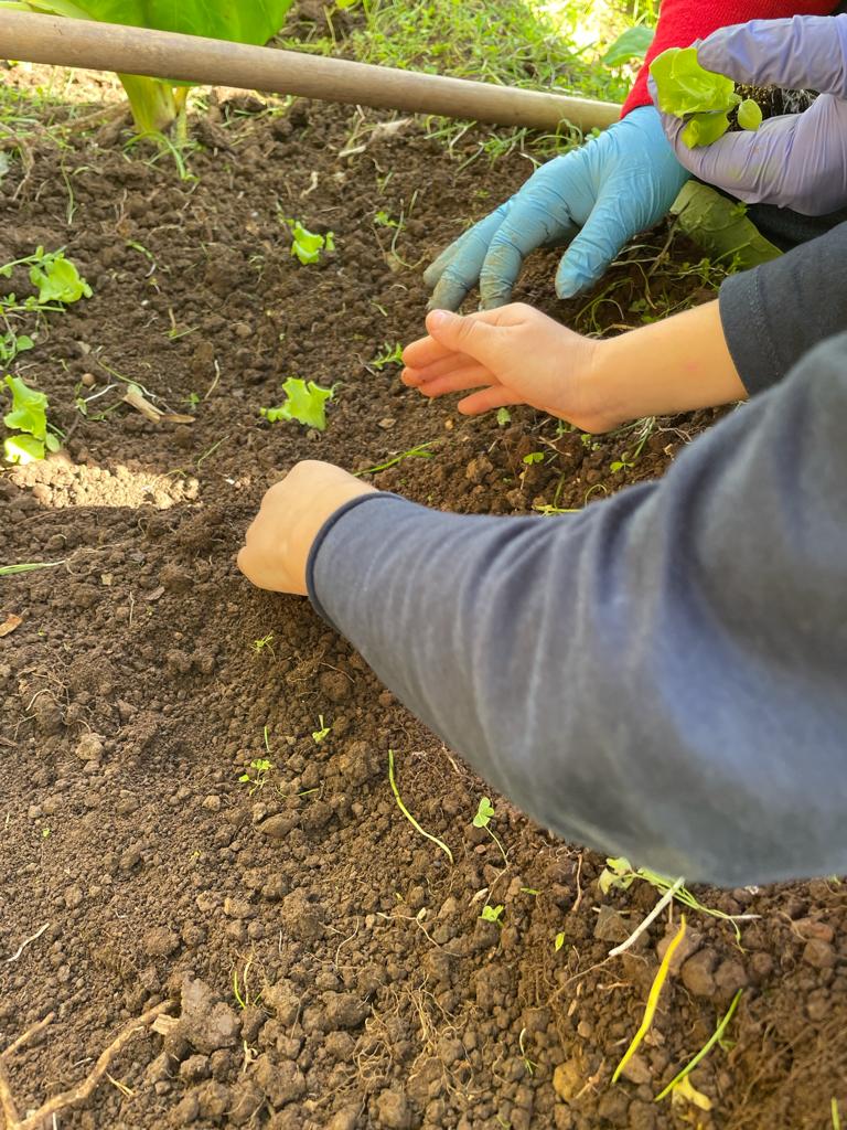 Alfaces
Despois de preparado o terreno, os alunos da pré foram plantar alfaces.
