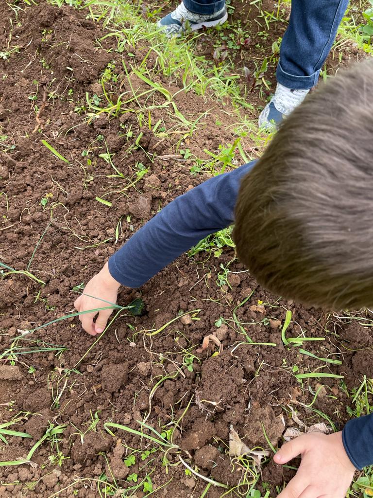Alho Francês
Os aluno da Pré B foram plantar alho francês.