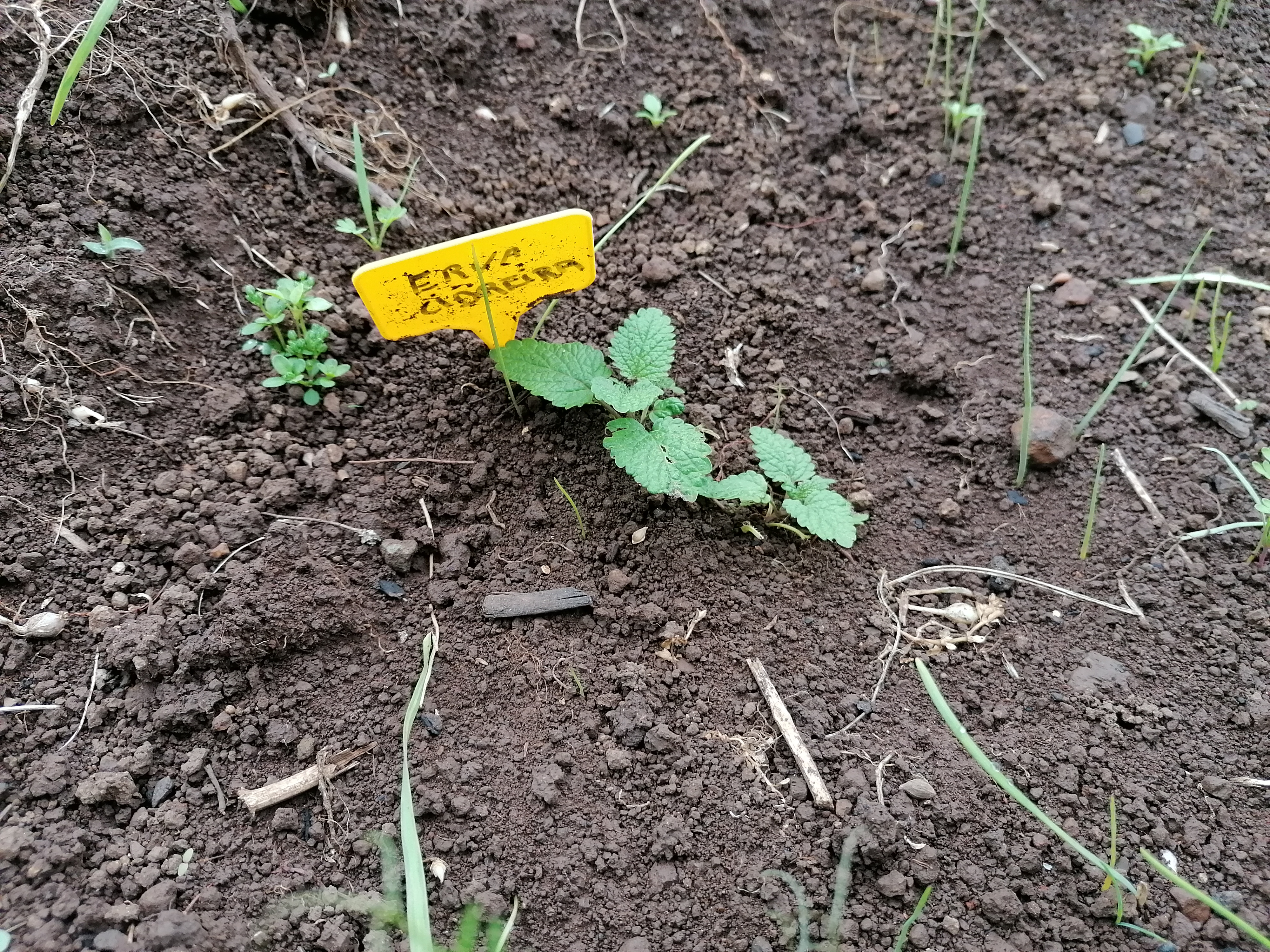 O crescimento de algumas das aromáticas.