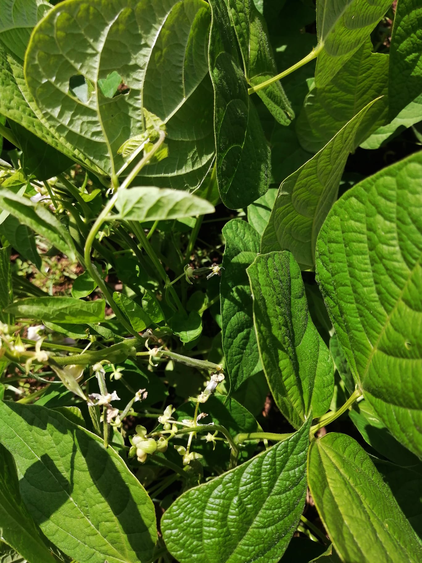 Feijão verde em flor