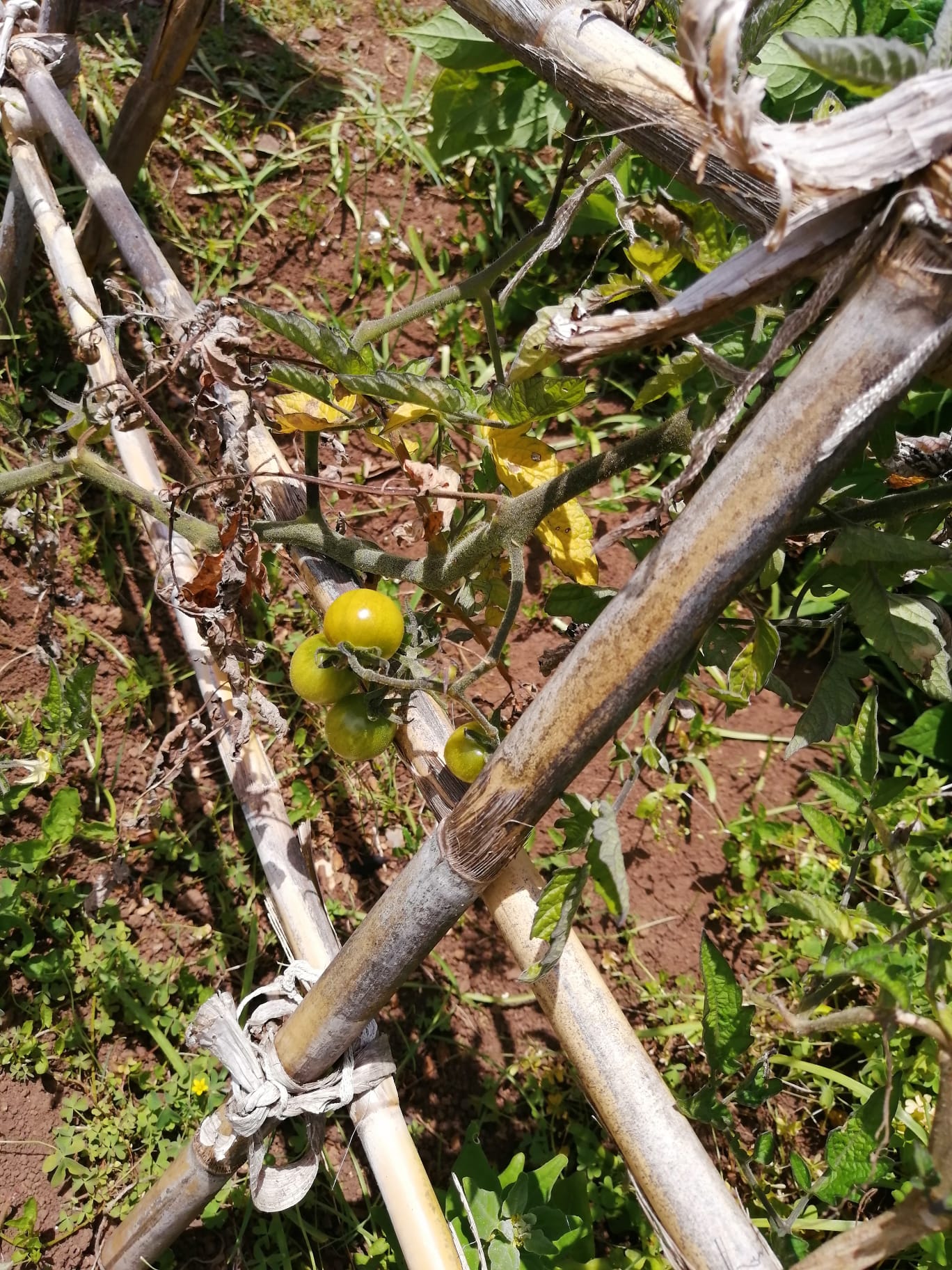 Tomates cherry