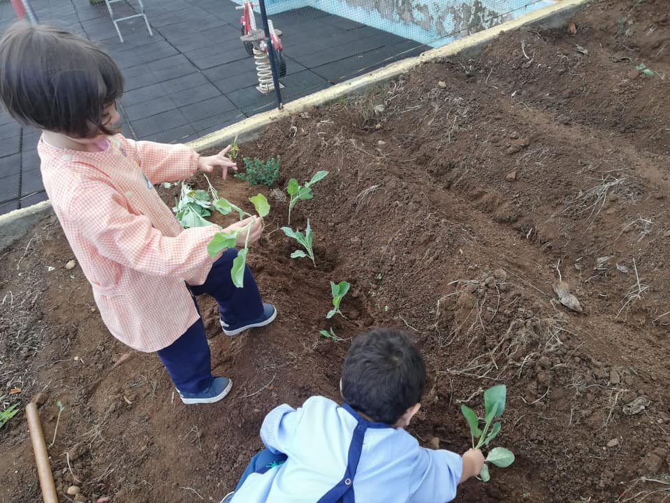 Plantação de beterraba e ervas aromáticas.