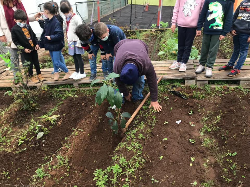 Plantação de árvores de fruto - abacateiro.