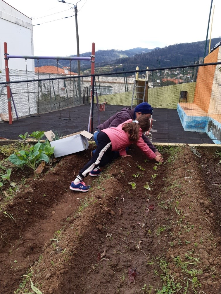 Plantação de alface realizada pelos alunos do 2º ano.