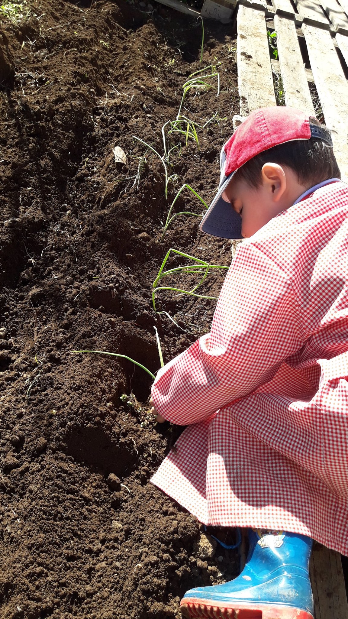 Plantação de cebola, pelos alunos do pré-escolar.