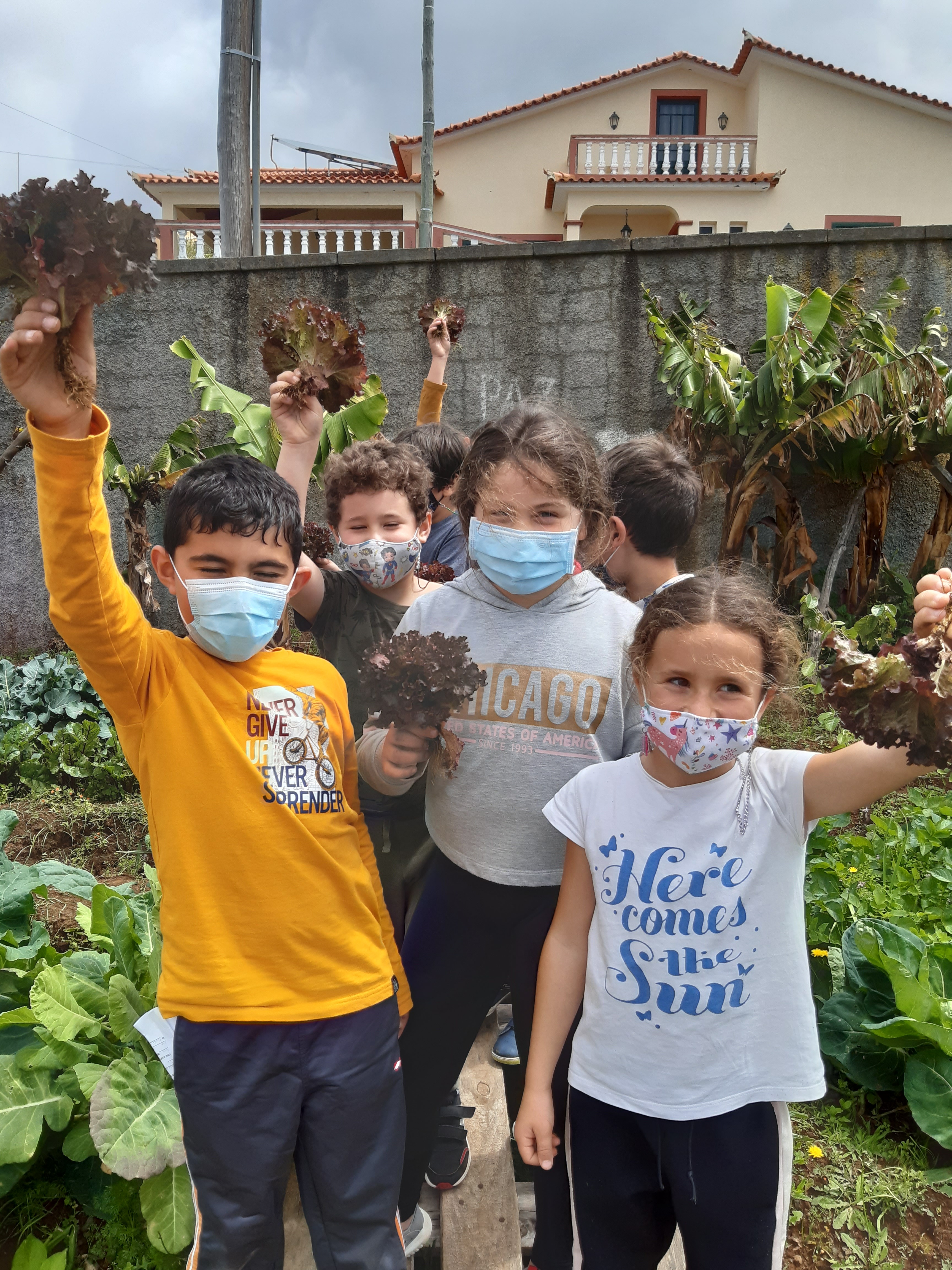 Apanha de alfaces, que posteriormente foram entregues às respetivas famílias dos alunos que as colheram.