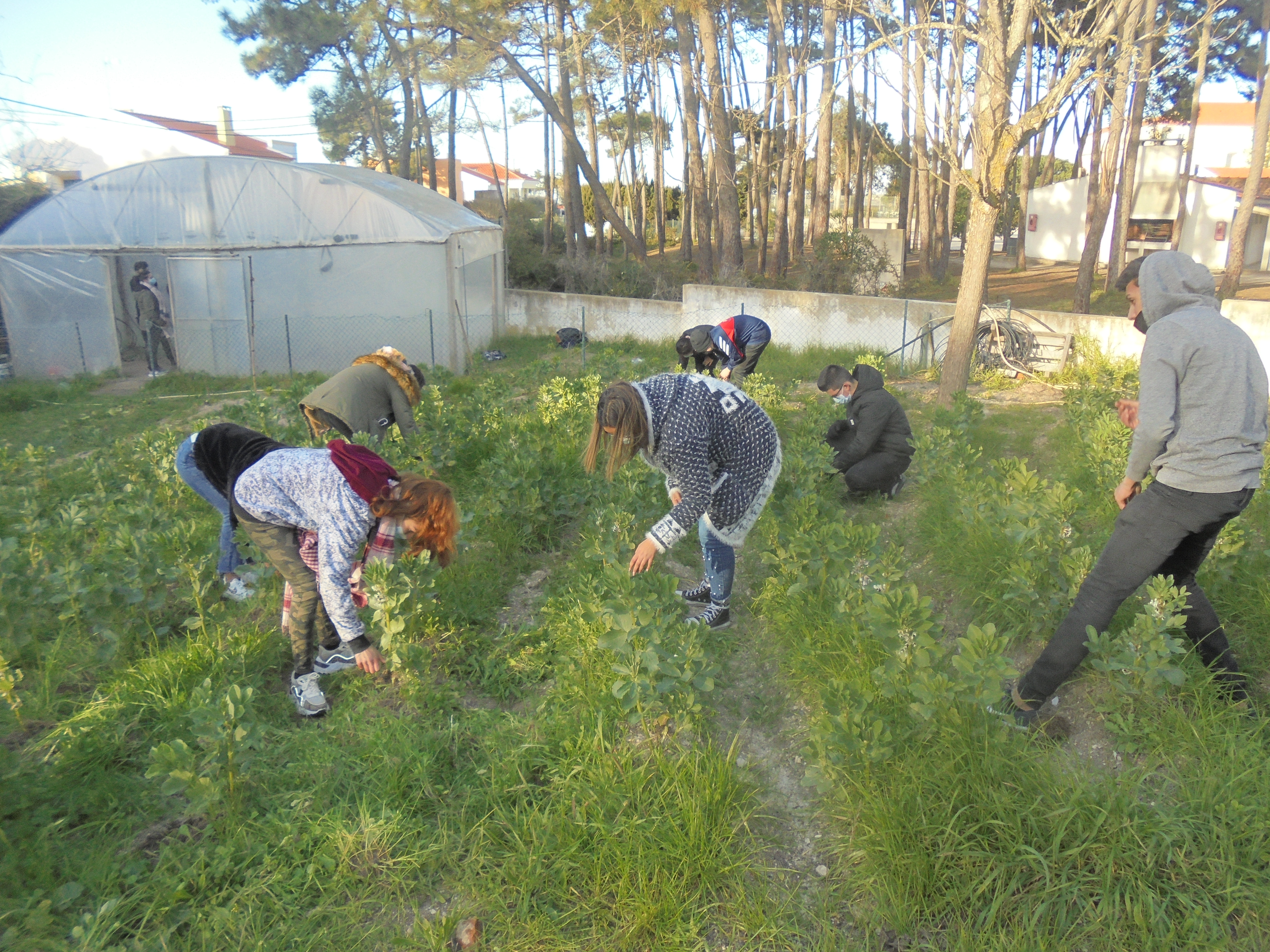 Espaço com plantação de favas