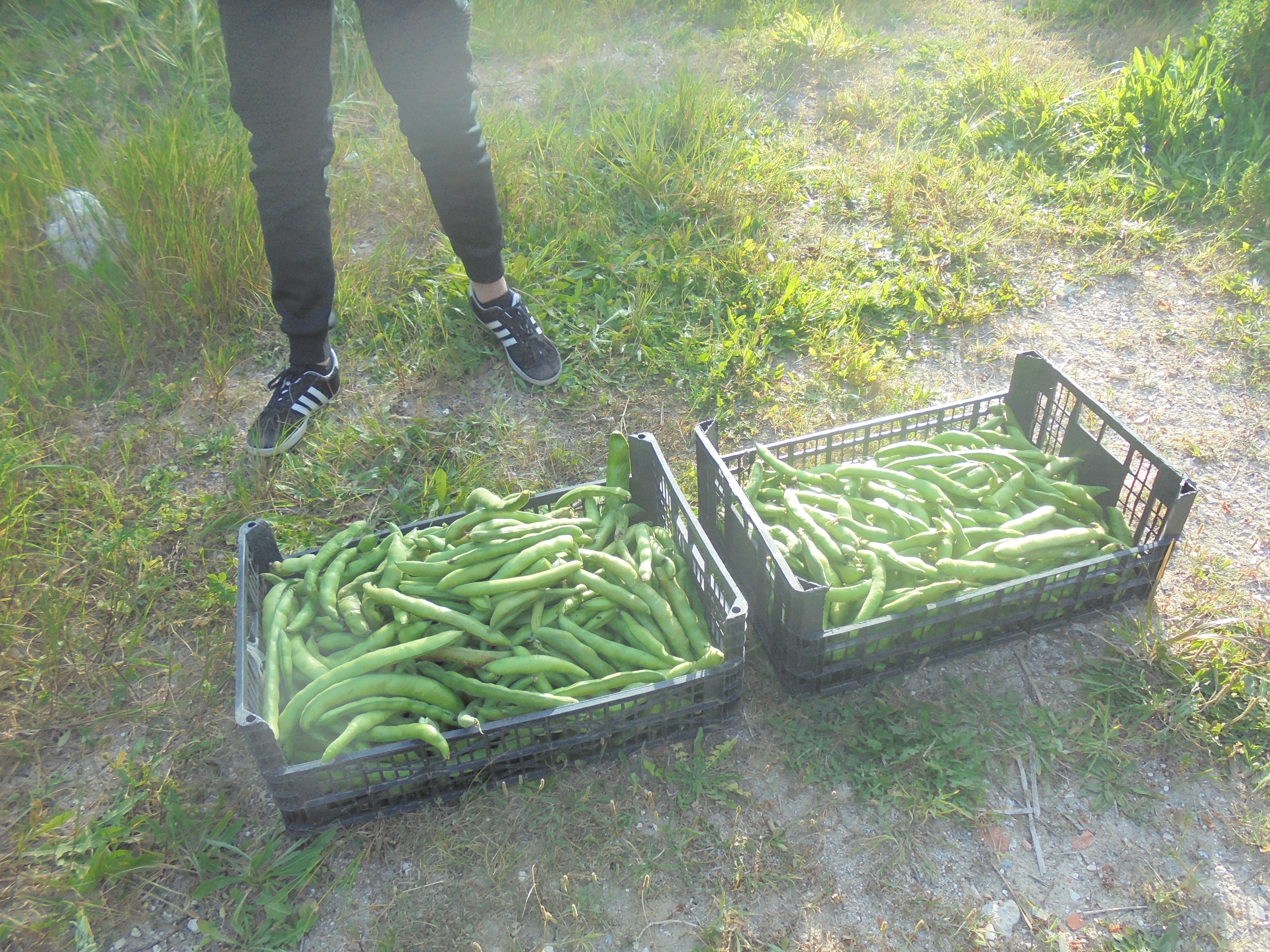 Algum do produto, favas.