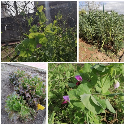 Horta durante o confinamento