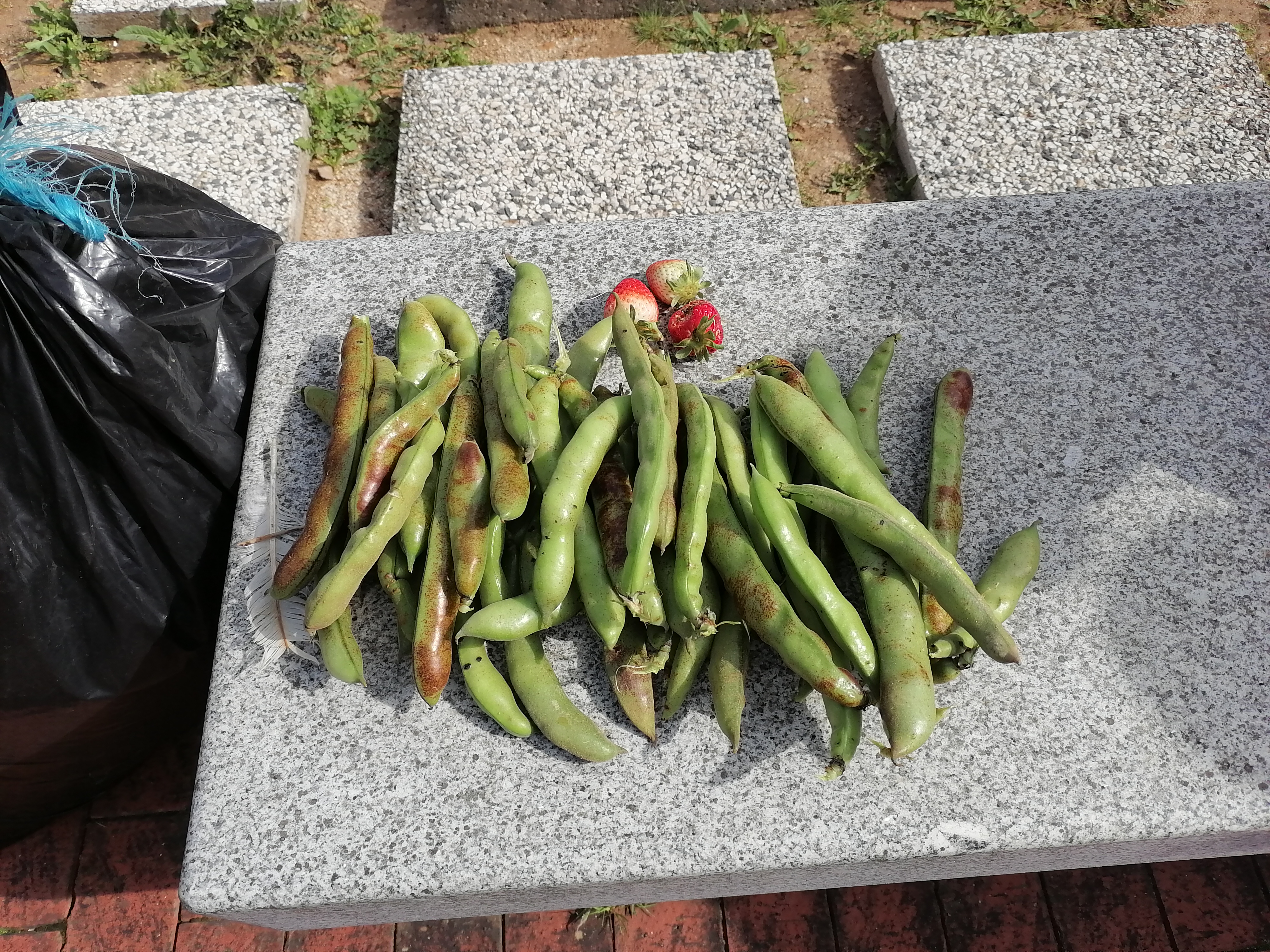colheita favas