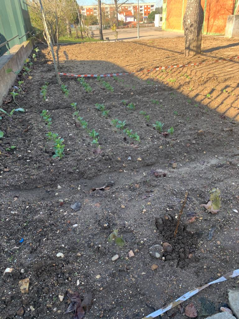 Sementes germinadas