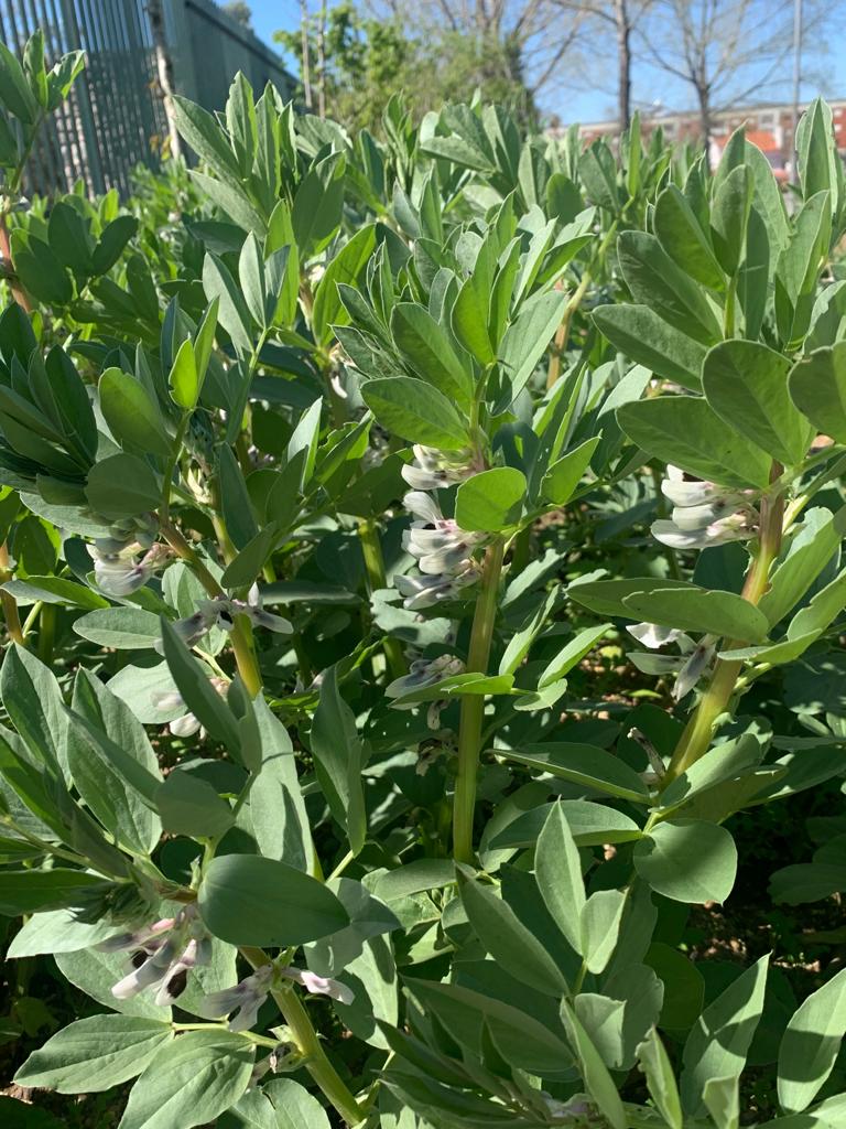 Favas em flor, semeadas antes do confinamento de janeiro.