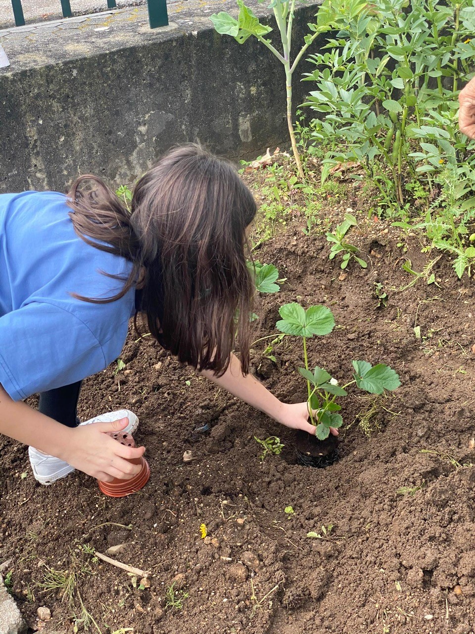 Plantação de morangueiros