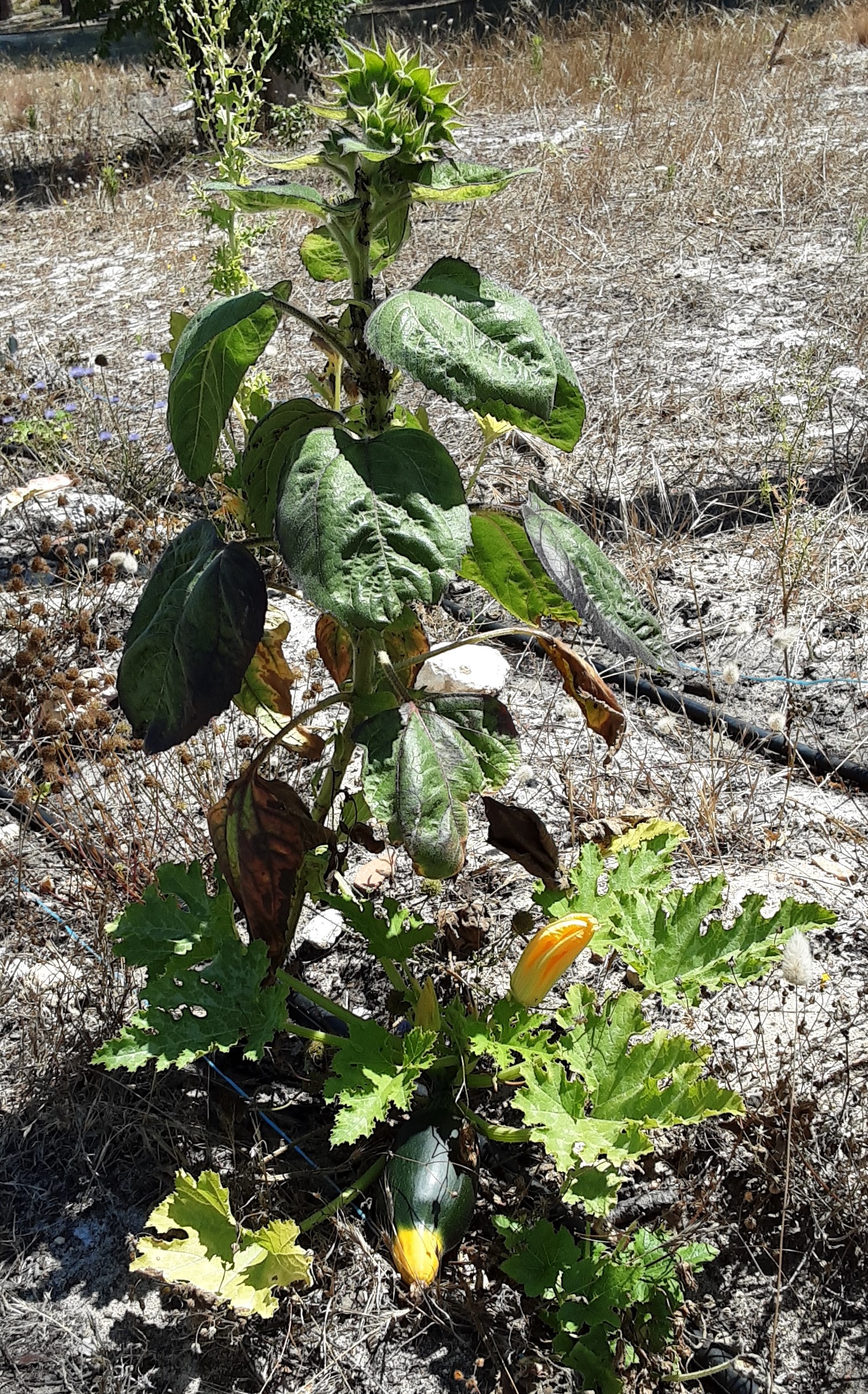 Atraem polinizadores e pássaros - O néctar do girassol tem um elevado teor proteico e de alta qualidade que é muito apreciado pelas abelhas. Depois de beberem o néctar da flor, viajam para outras plantas e culturas na horta e polinizam-nas.
Também atraem