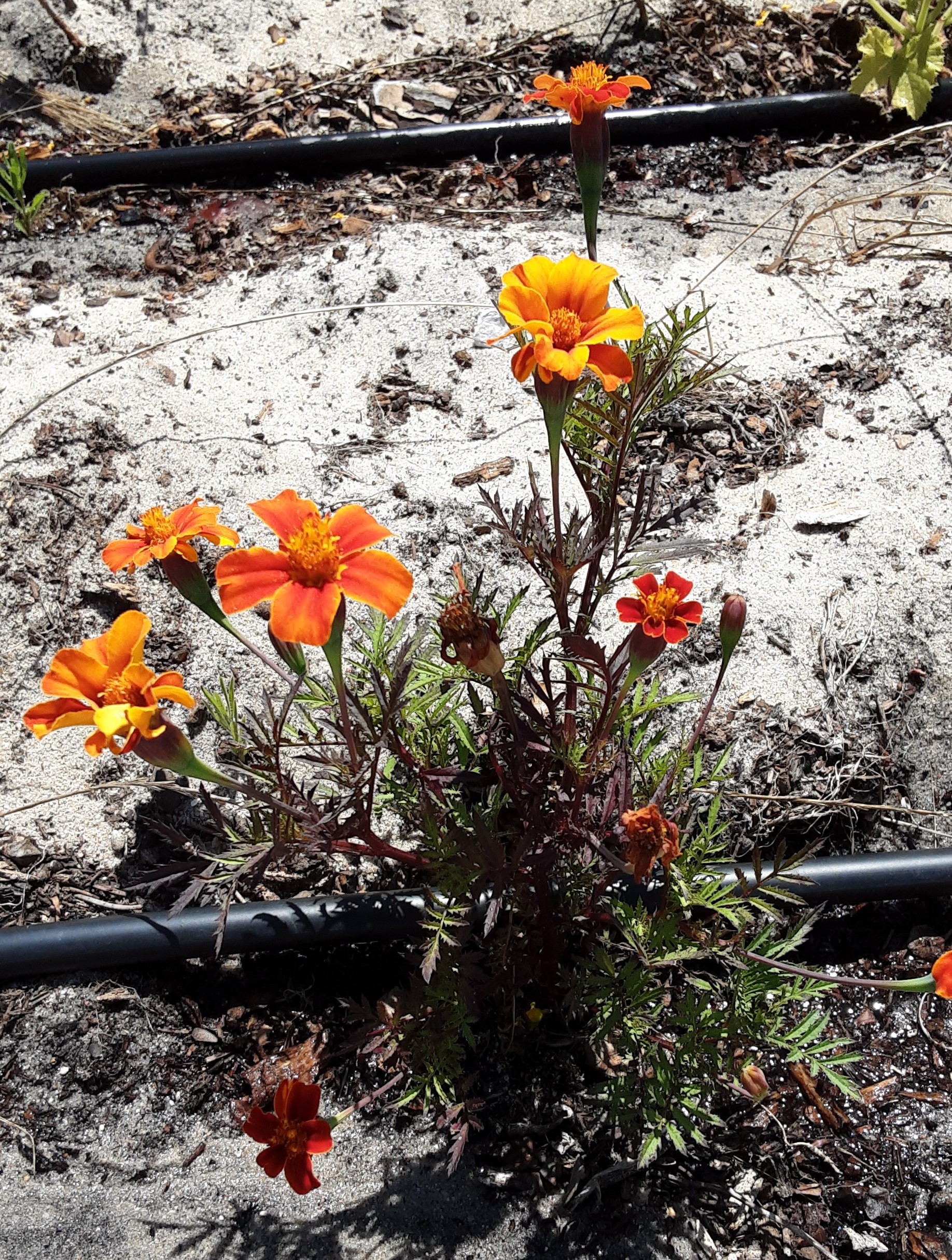 Tagetes: Tem características inseticidas muito interessantes. Os tagetes são também uma preciosa ajuda no combate à larva da mosca-da-couve.
Devem ser plantadas em consociação com as culturas da horta como por exemplo o tomate.
São um bom repelente cont