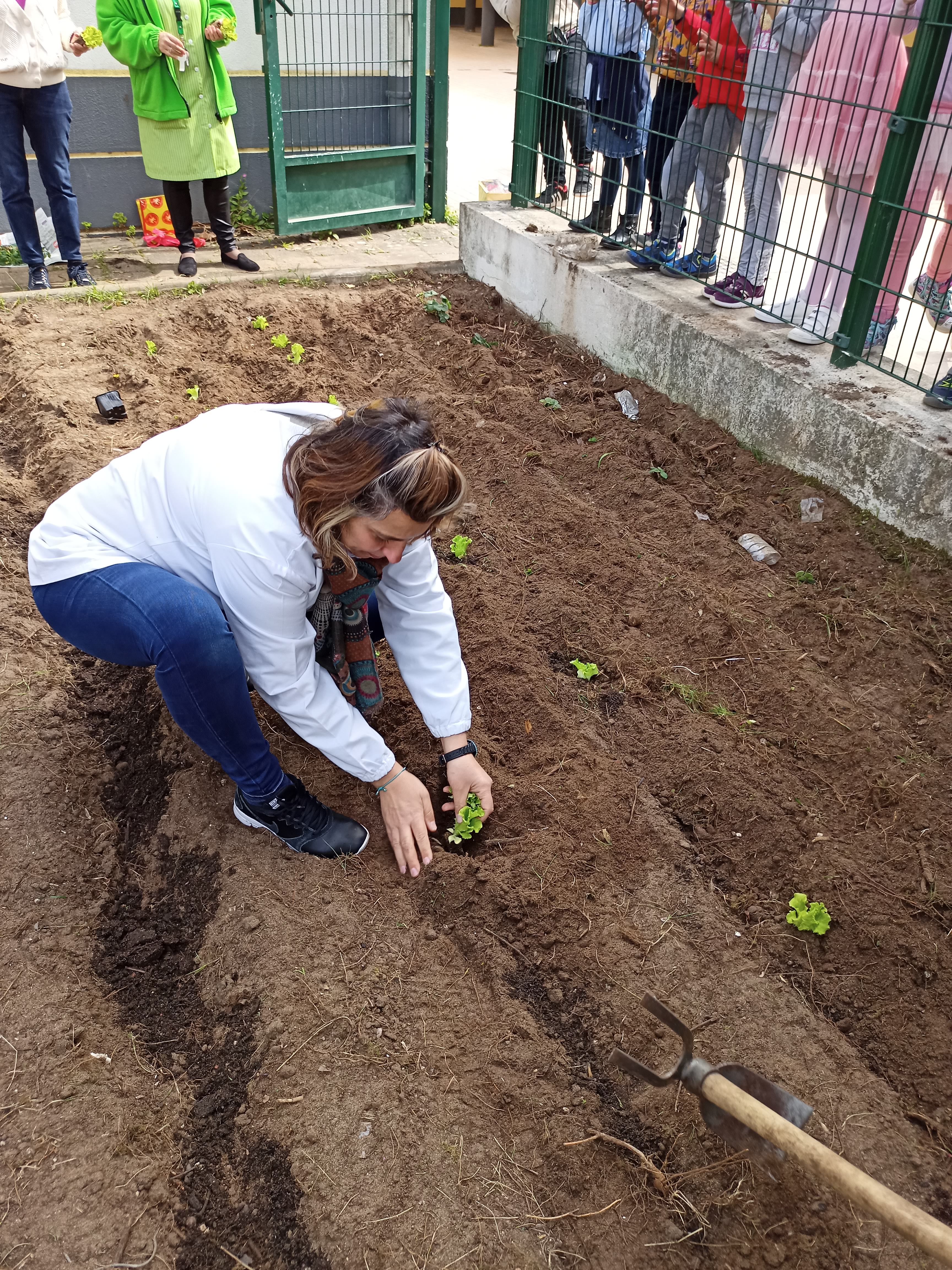 Plantação de alfaces