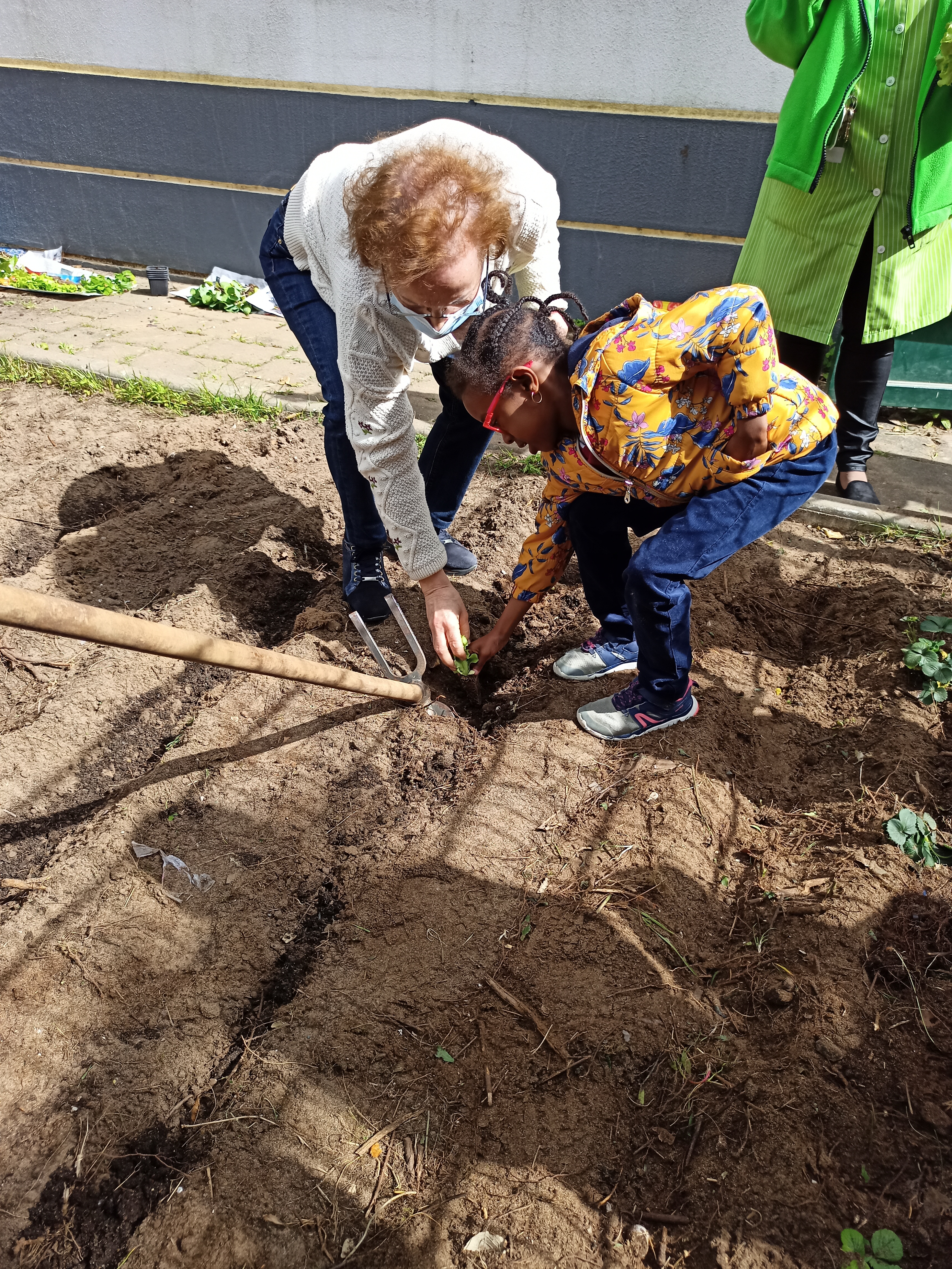 Plantação de pepinos