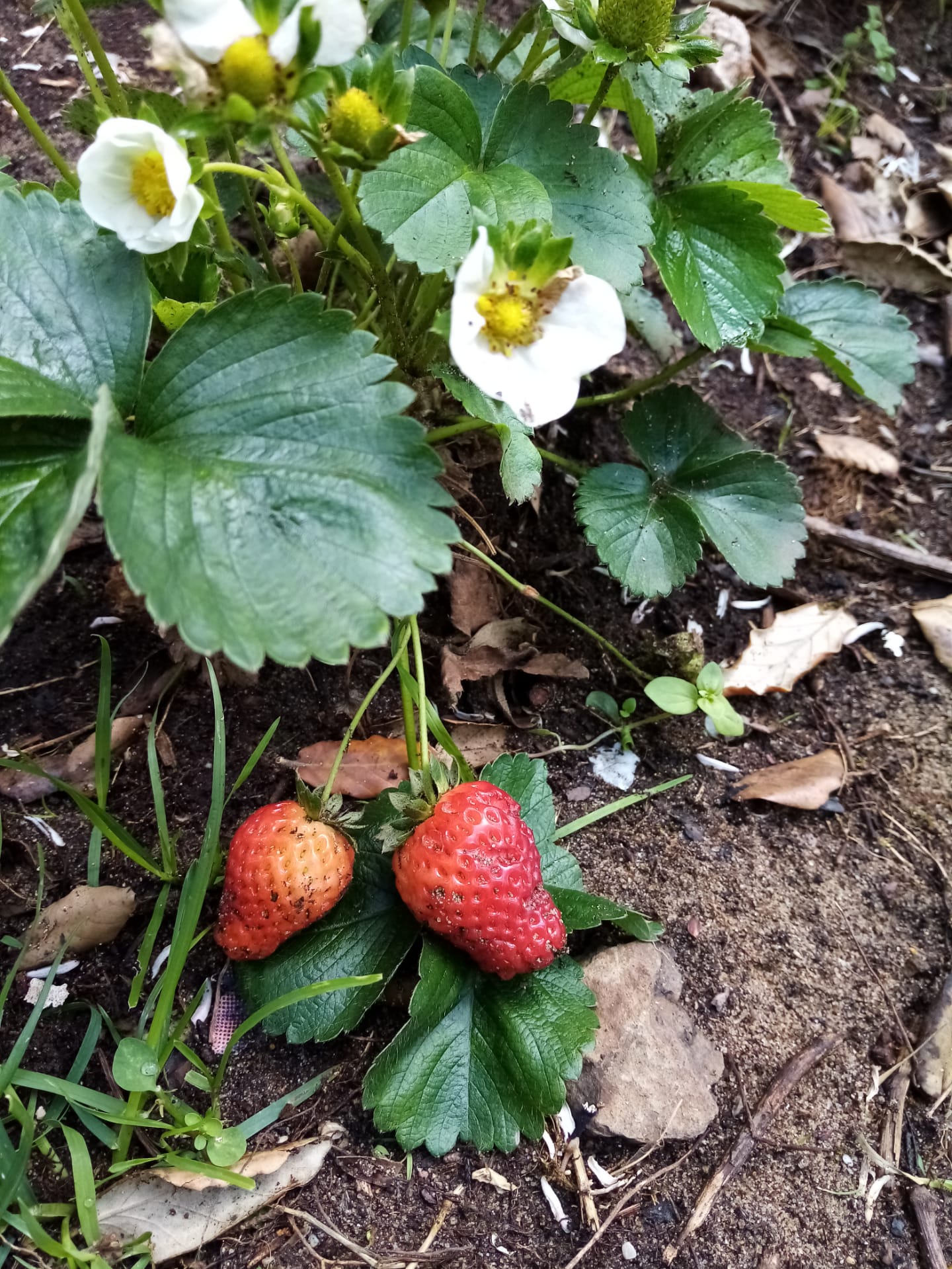 Plantação de morangos