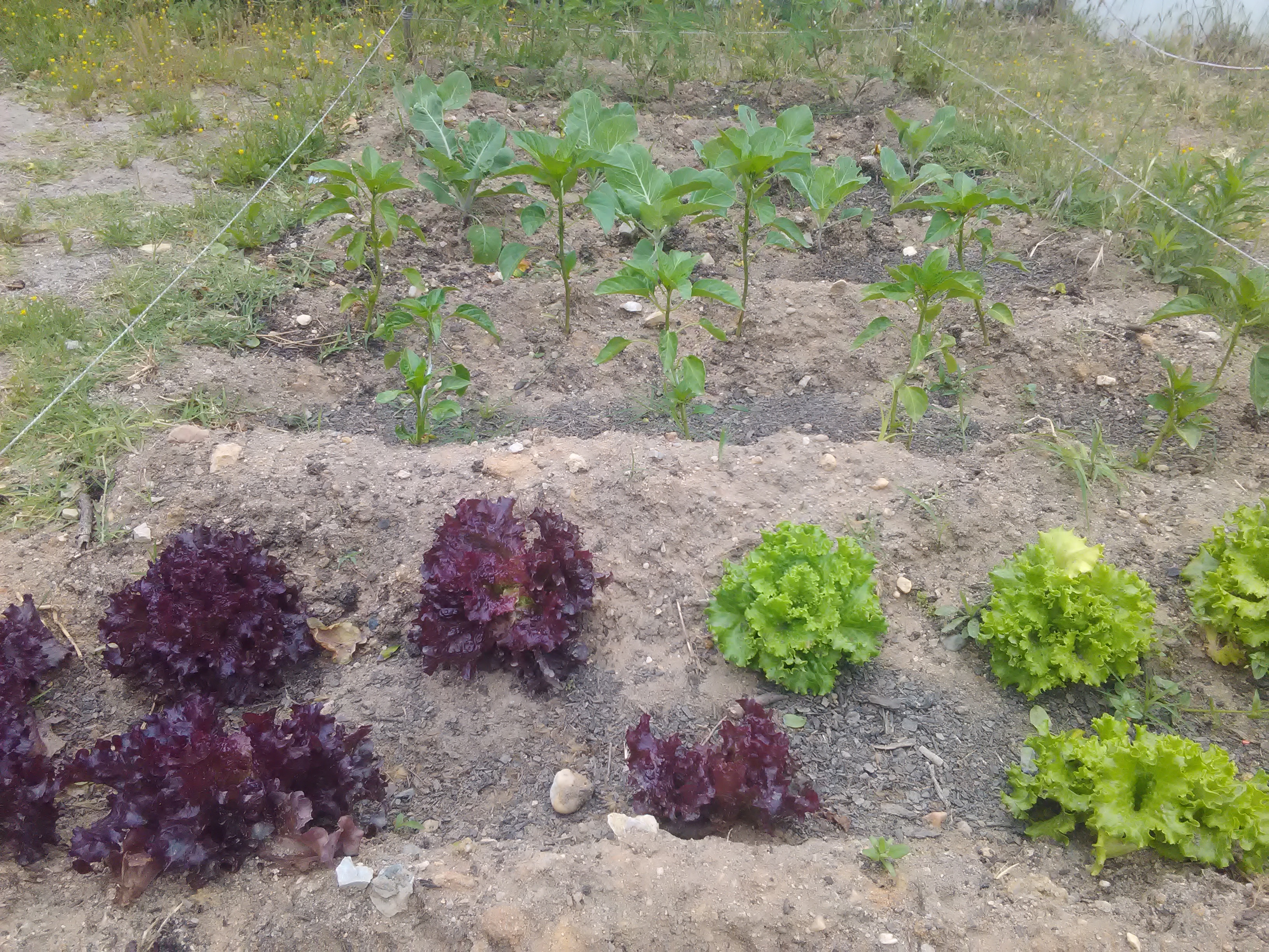 Culturas Diversas: alfaces, couves, cenouras, tomates, espinafres