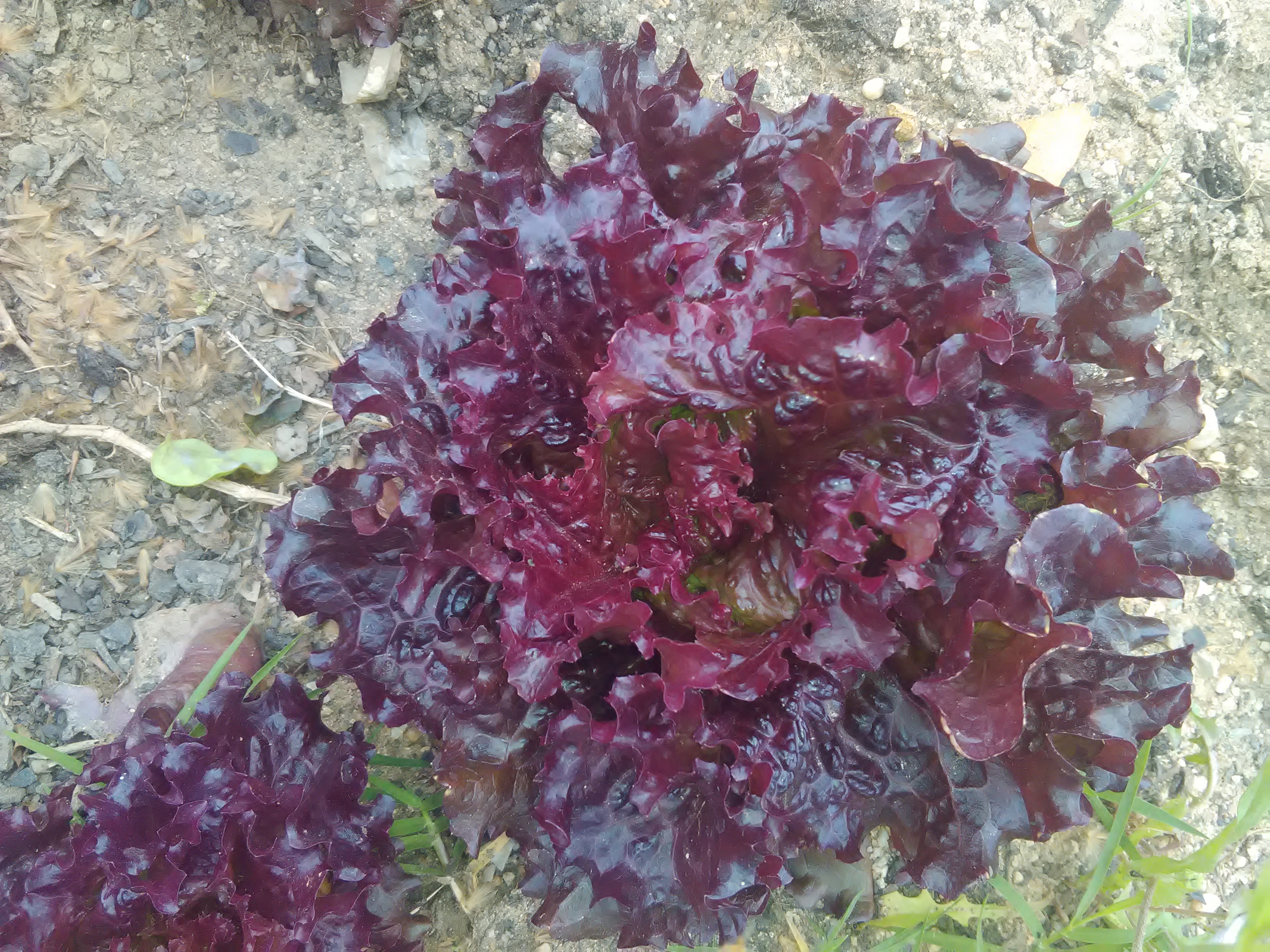 Alface Roxa