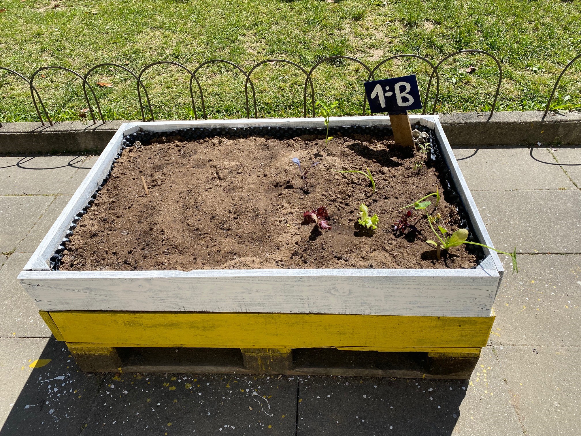 Mudamos a terra das hortas, com ajuda da câmara municipal e começamos a plantar.
Colocamos placas para sinalizar a que turma cada horta pertence e são as crianças com ajuda dos professores que tratam delas.