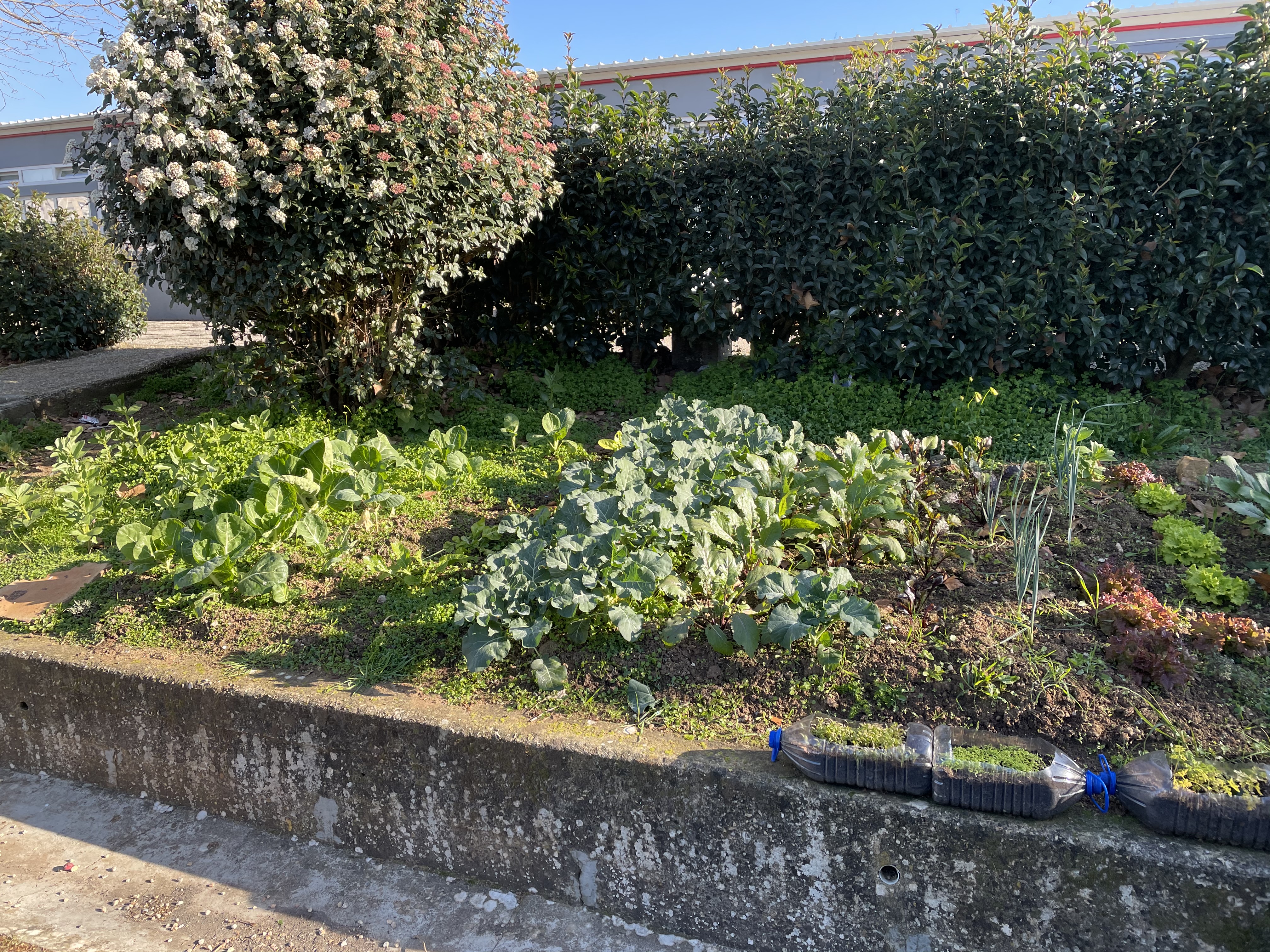 A horta em janeiro.