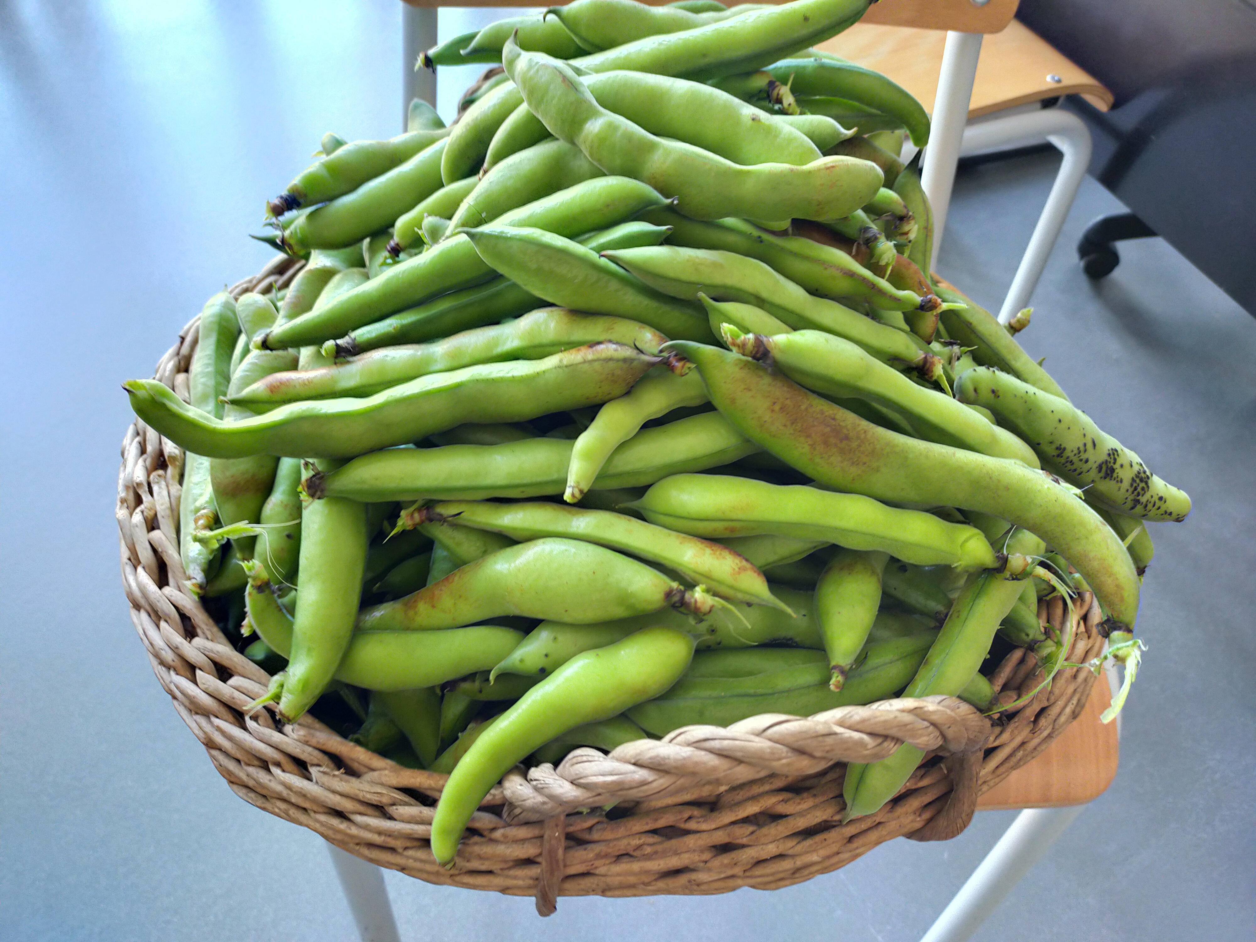 Colheita de favas oferecida à direção da escola.