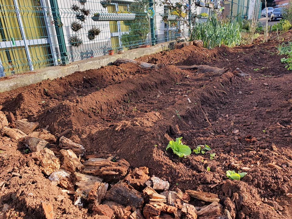 Horta limpa