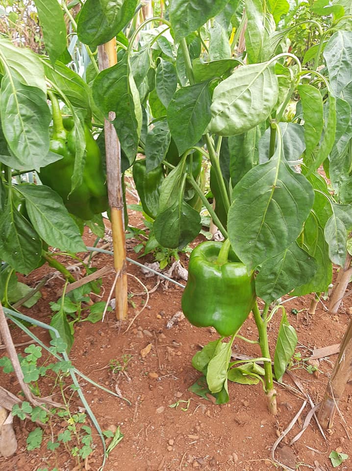 Pimentão verde