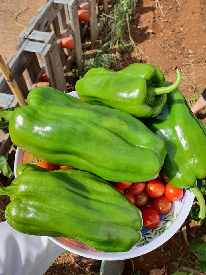 Colher pimentão verde e tomate