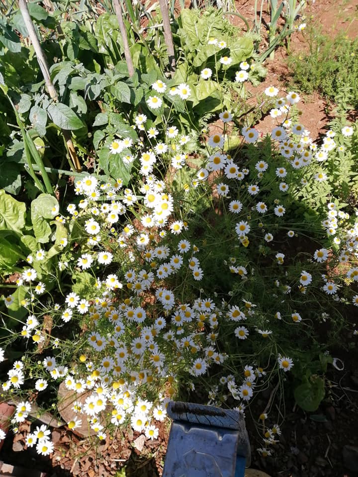 Flor da camomila