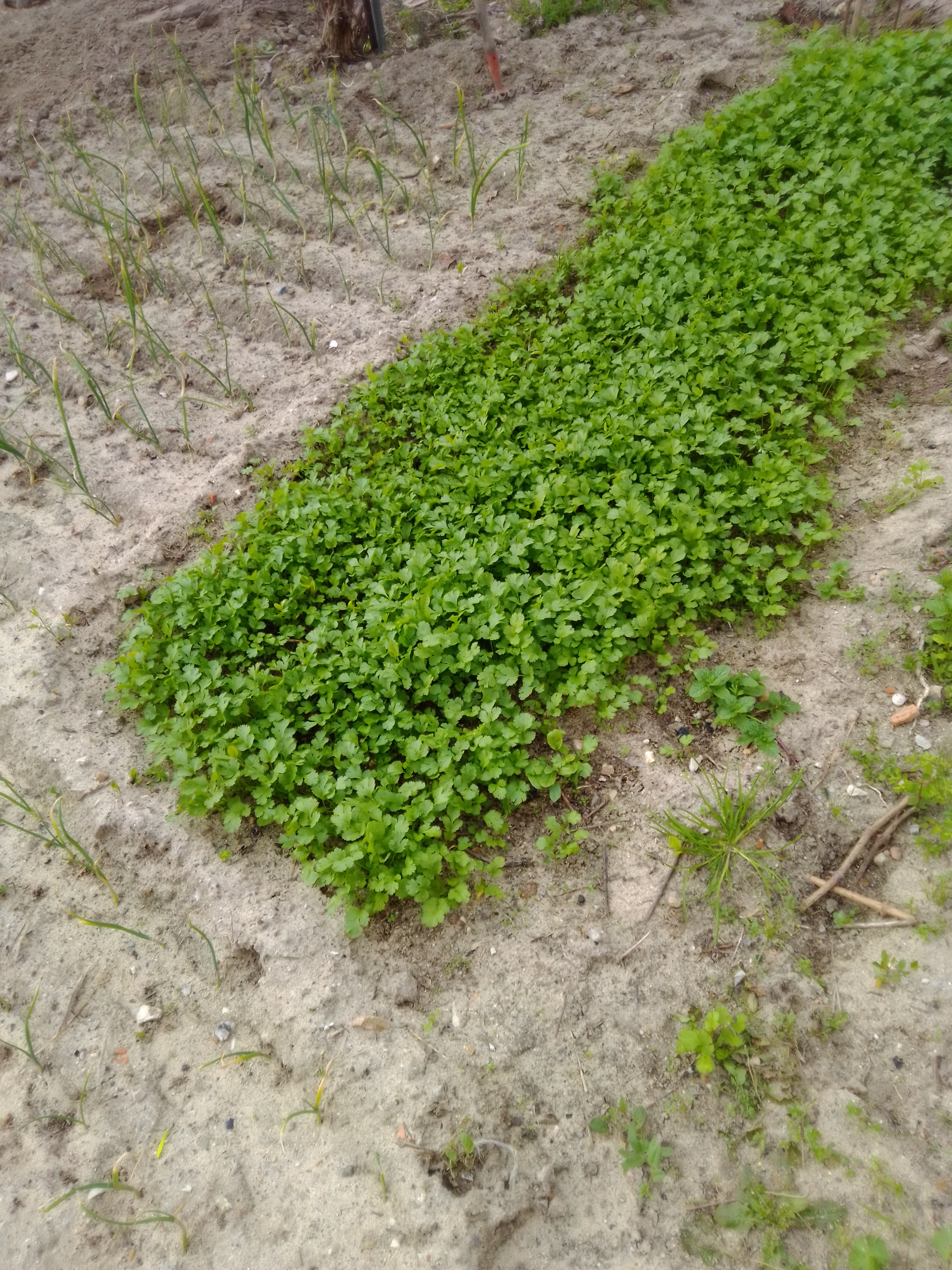 Confinamento - cebolas e planta aromática (coentros), em fevereiro.
