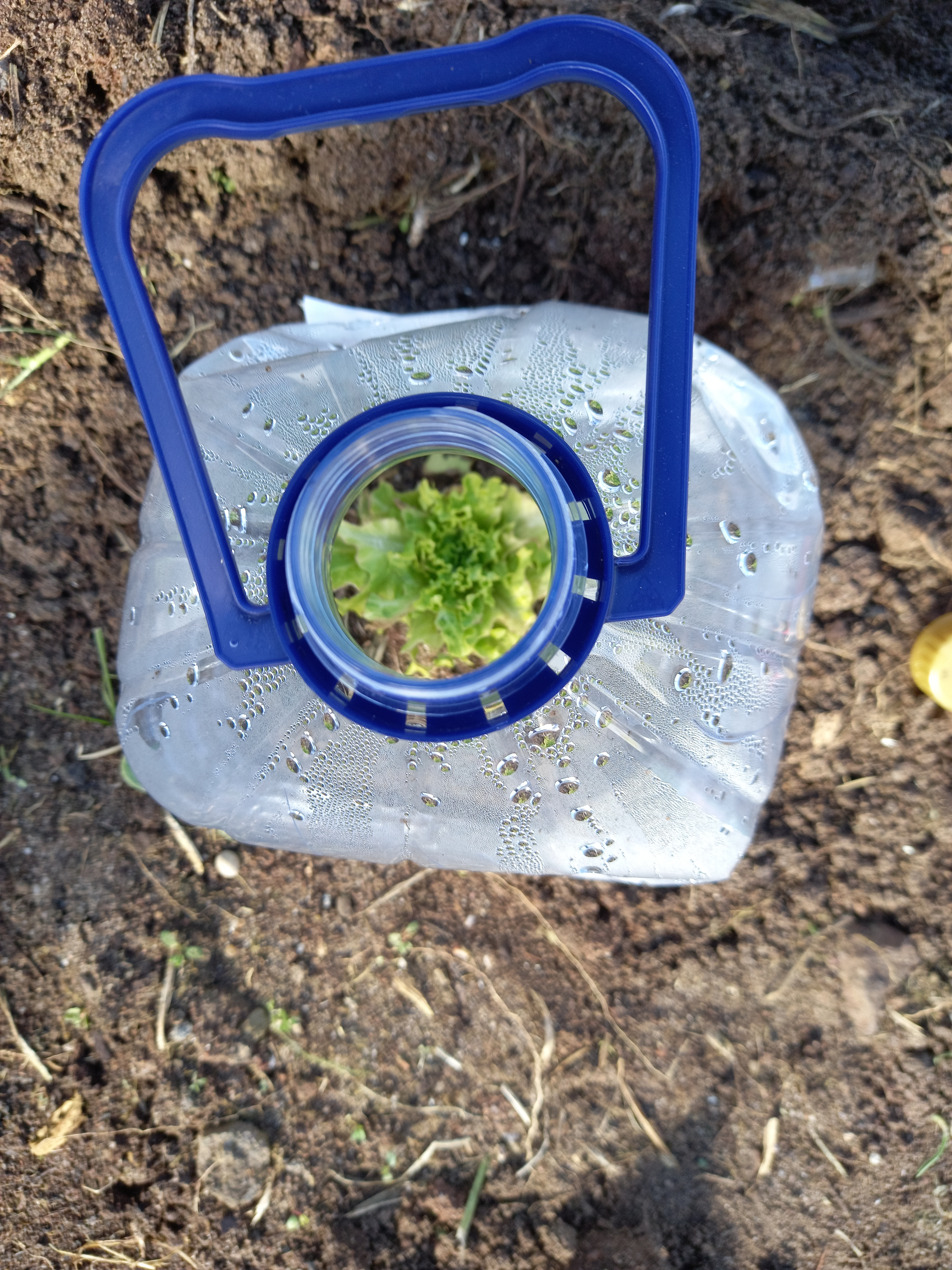 "Mini- estufa" de alface reaproveitando material reciclável