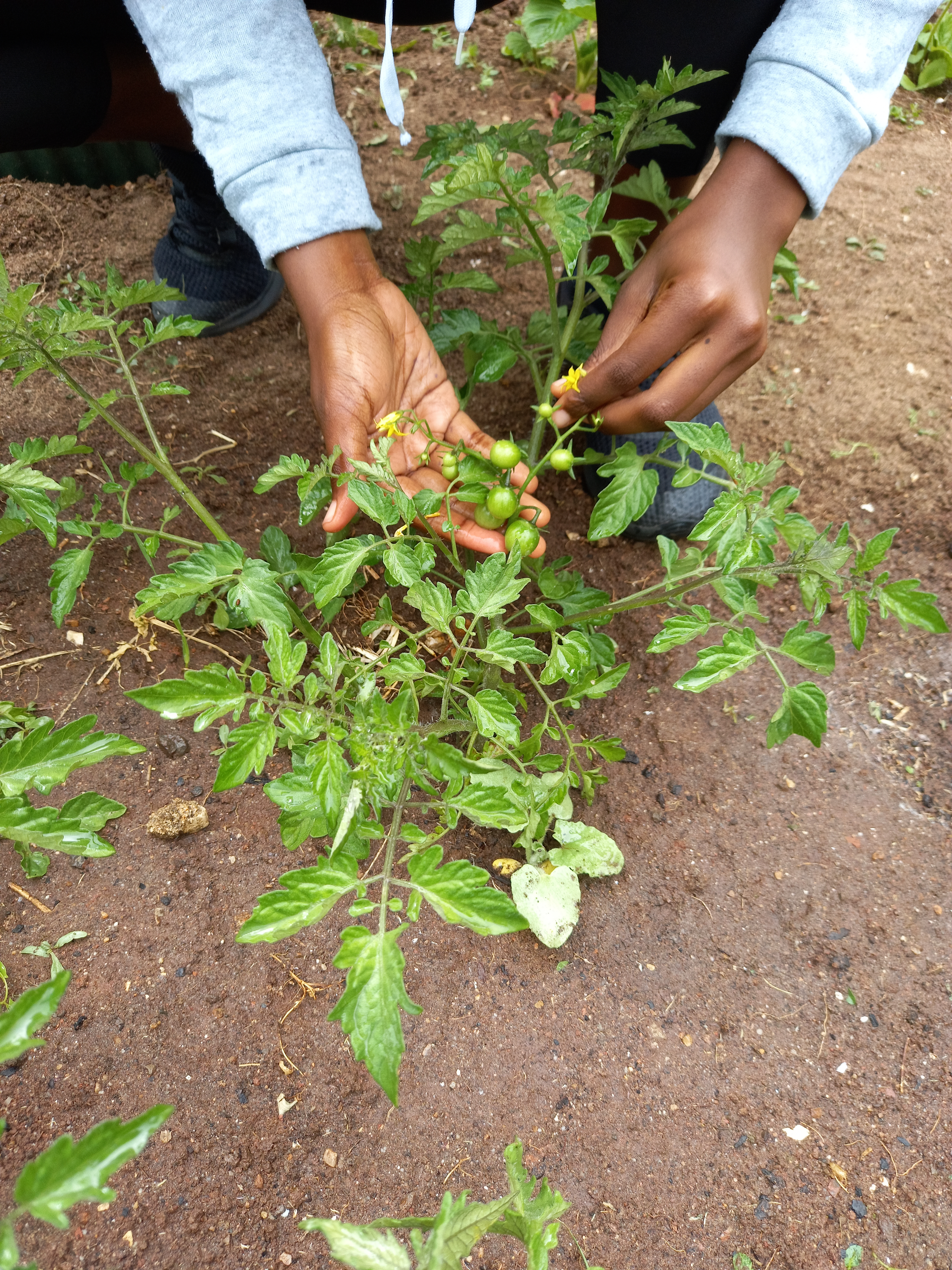 Tomateiro em flor e tomates em desenvolvimento.
