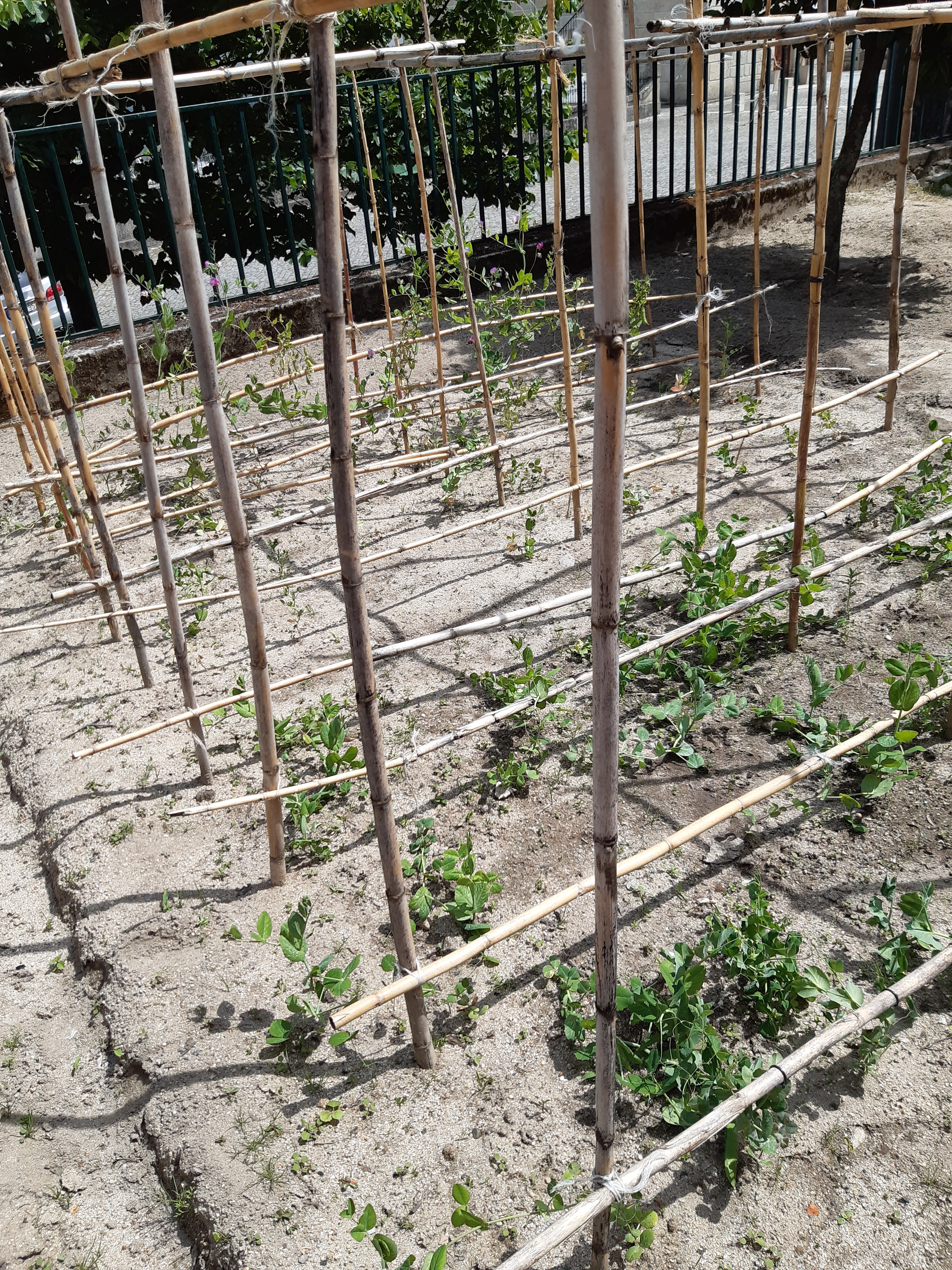 Colocação de estacas em ervilhas de trepar.