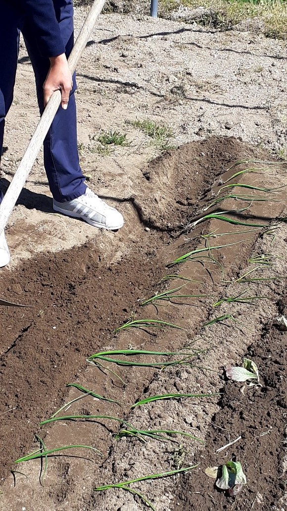 Plantação de cebolo