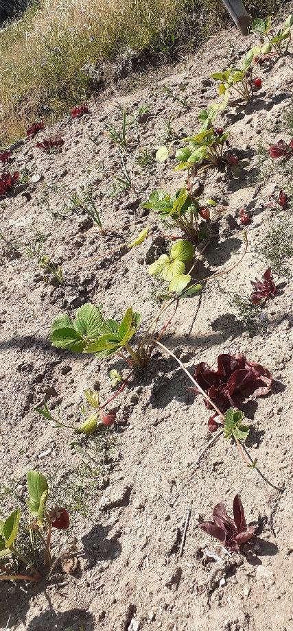 Cebolo, morangueiros (com fruto) e alface