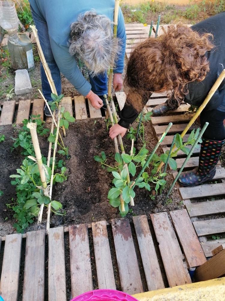 A aluna Leonor e a avó a emparreirarem as favas
