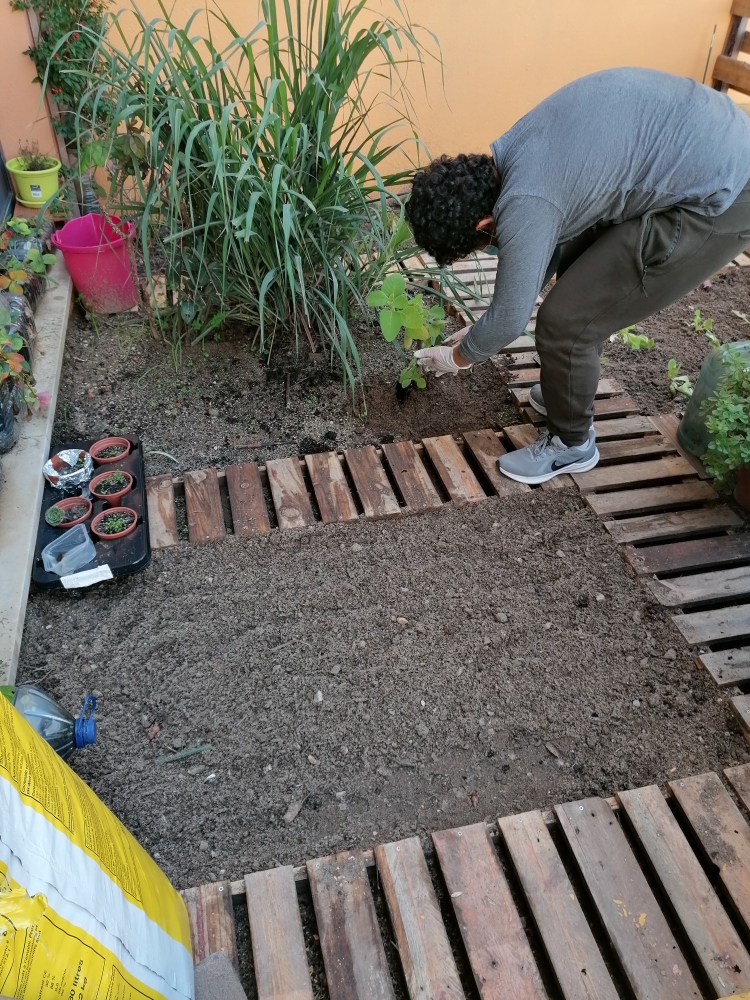 O aluno Martim a plantar o boldo