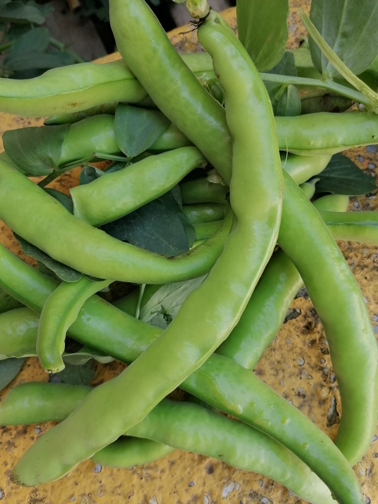 Colheram-se as favas.